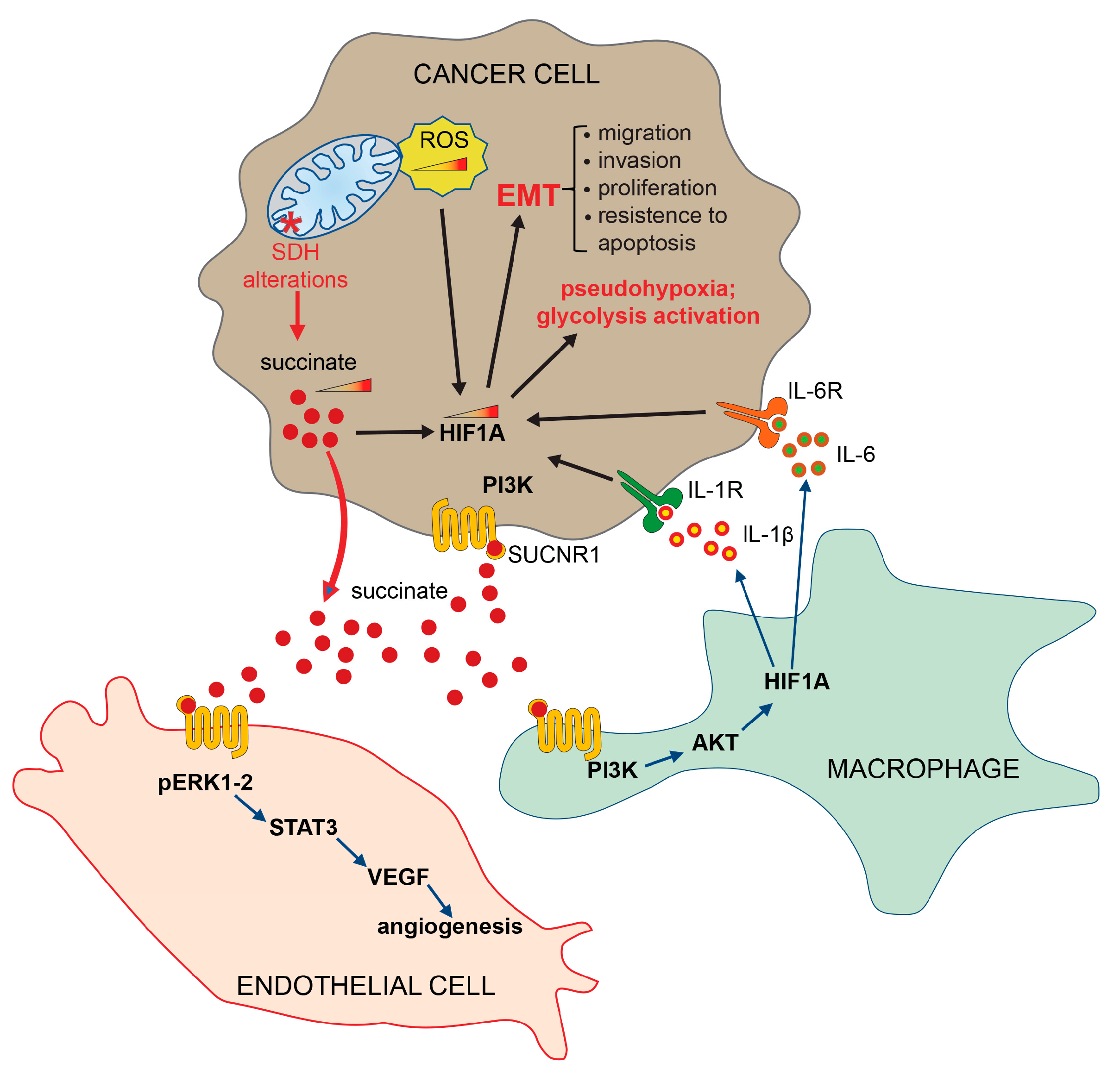 Biomedicines 11 01428 g003 Biomedicines 11 01428 g003
