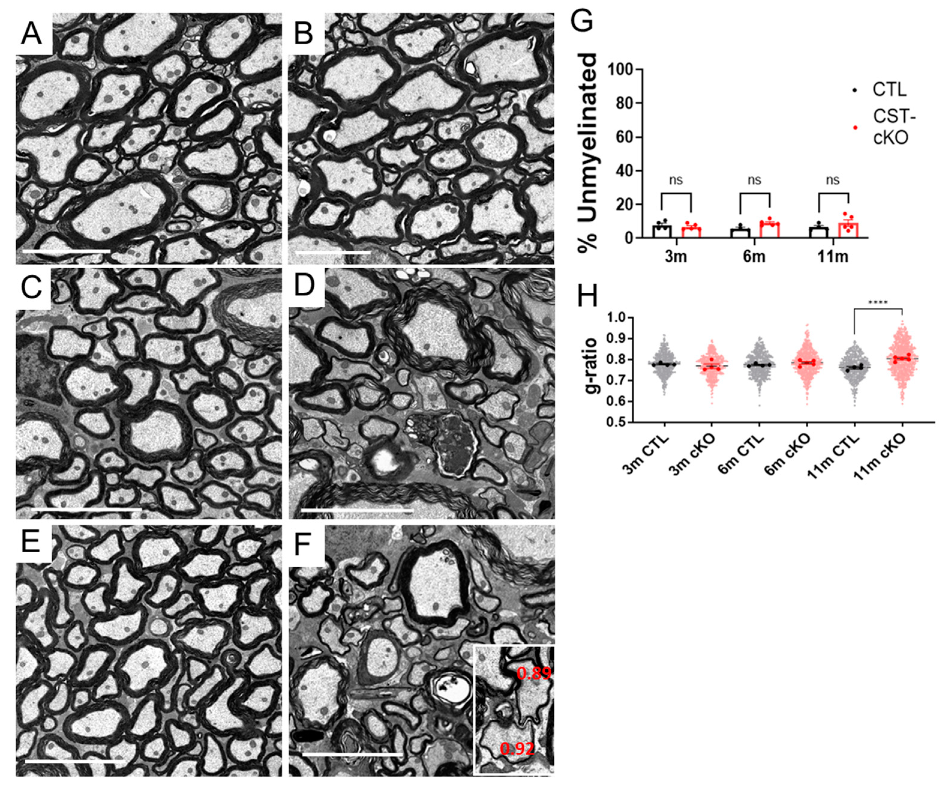 Biomedicines 11 01431 g004