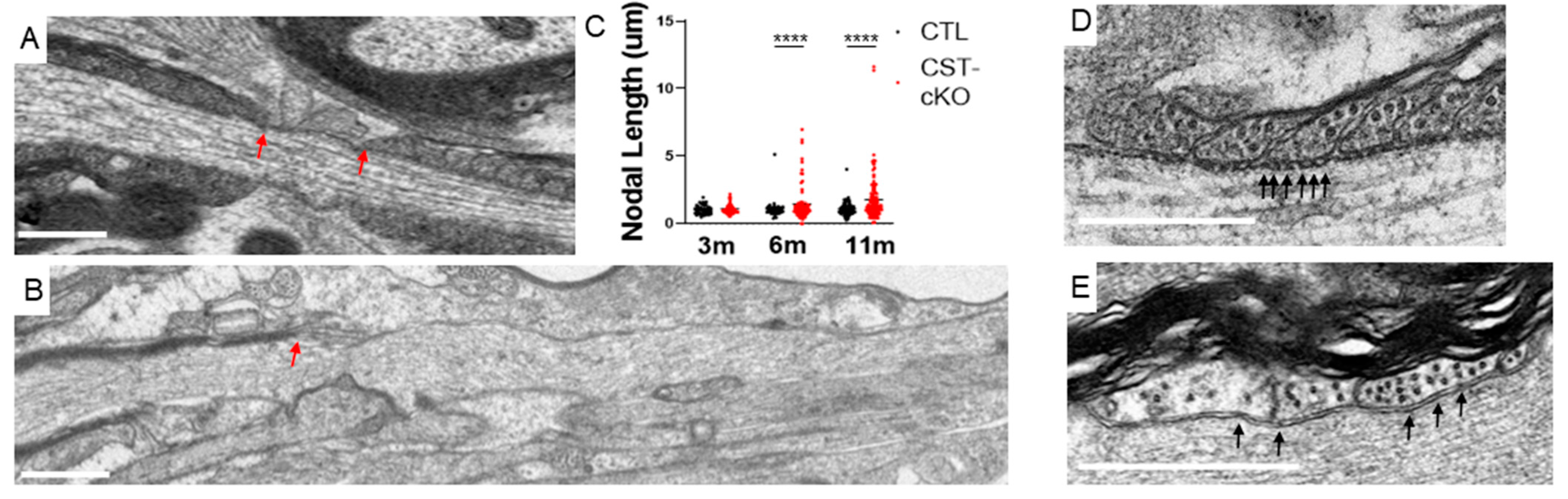 Biomedicines 11 01431 g006
