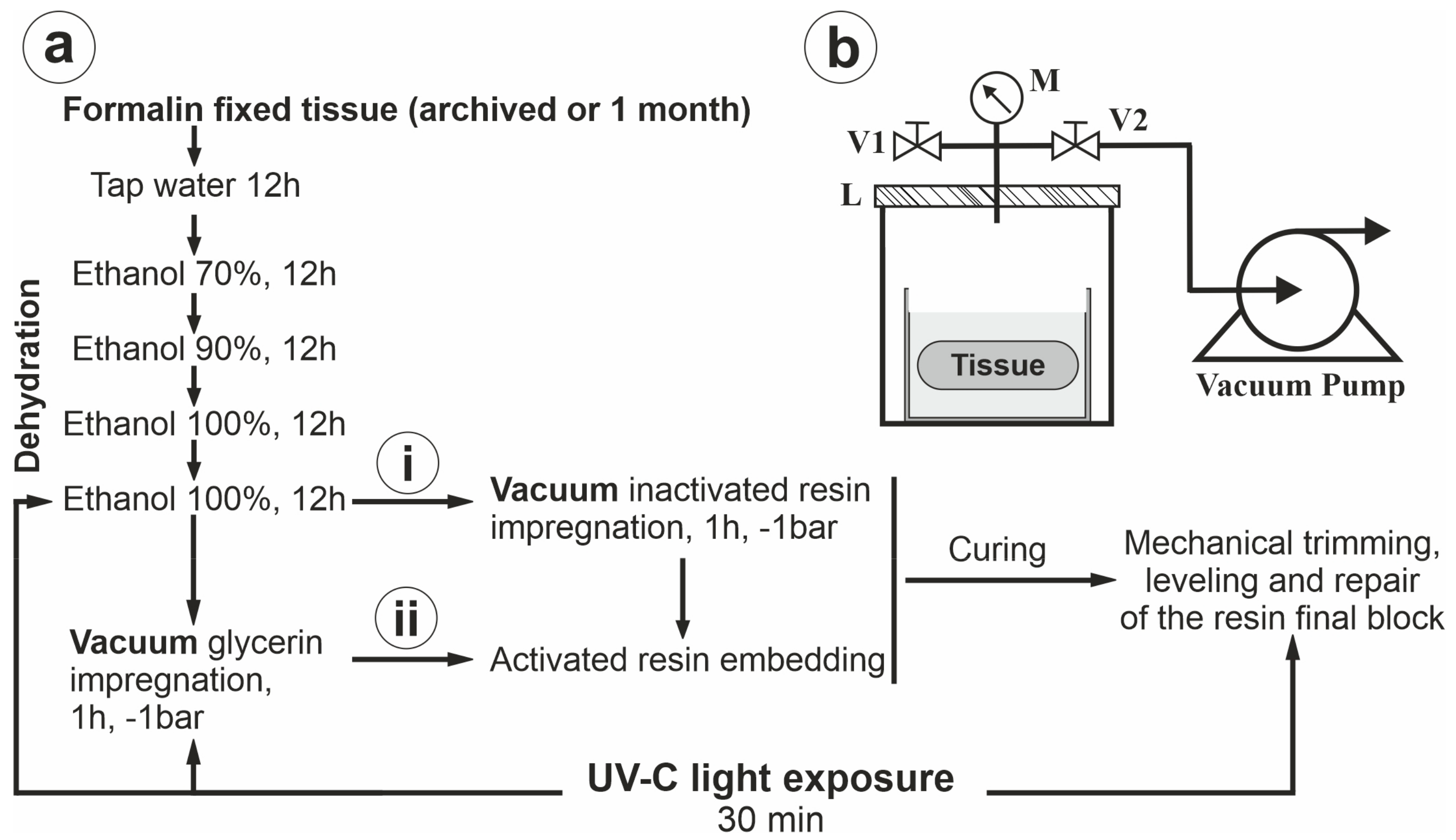 Biomedicines | Free Full-Text | Simple Universal Whole-Organ Resin