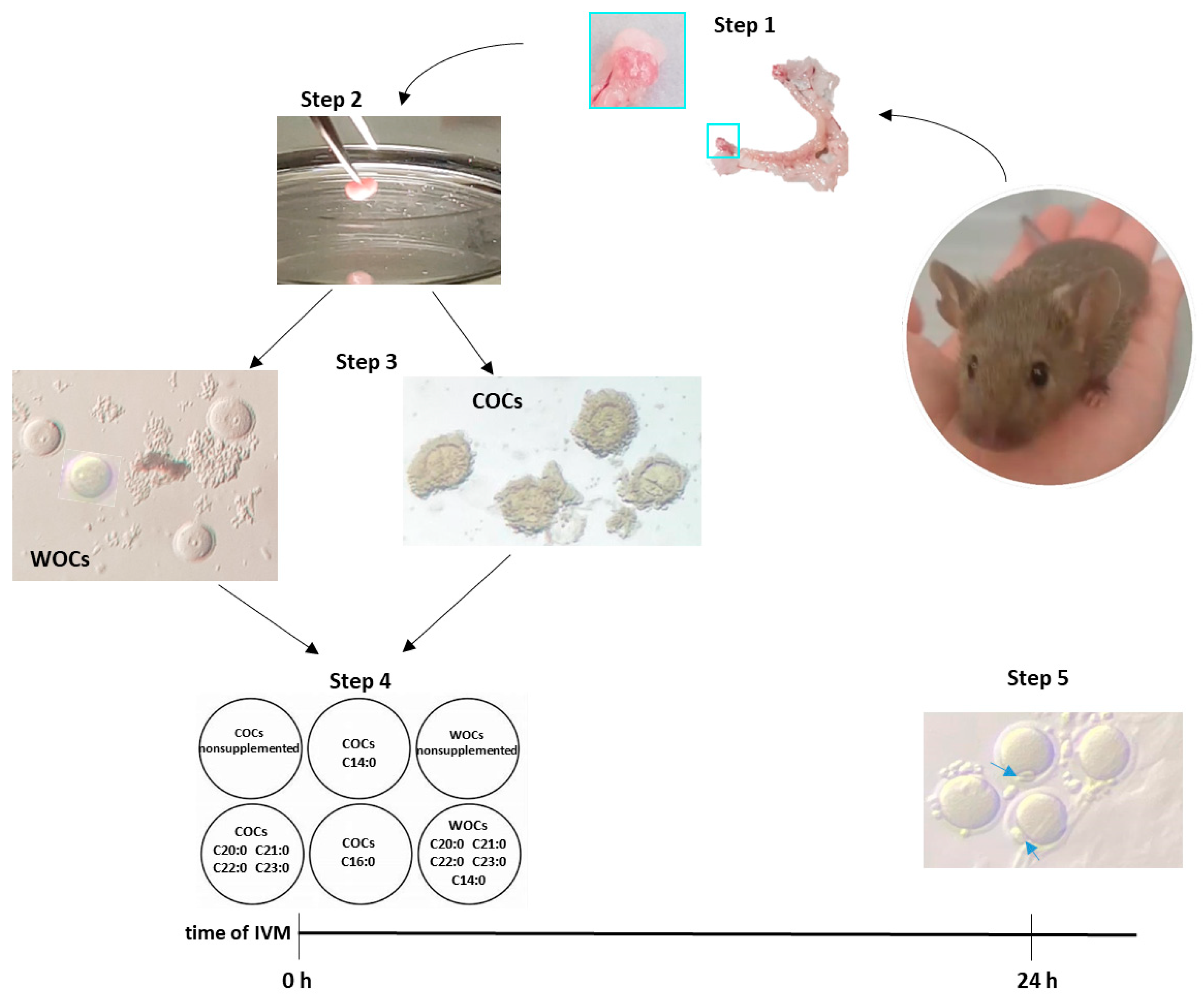 Biomedicines 11 01439 g004
