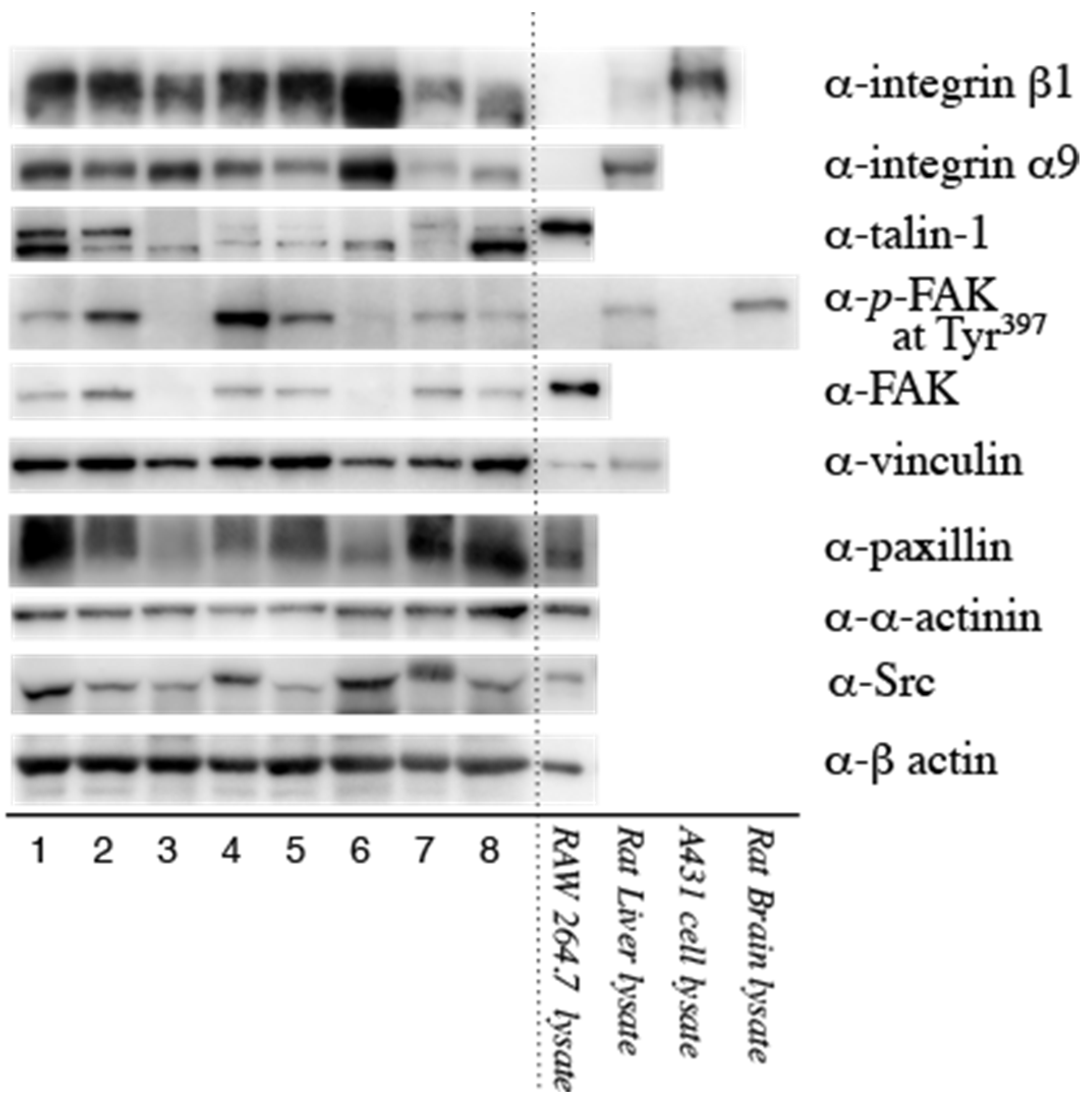 Biomedicines 11 01440 g002
