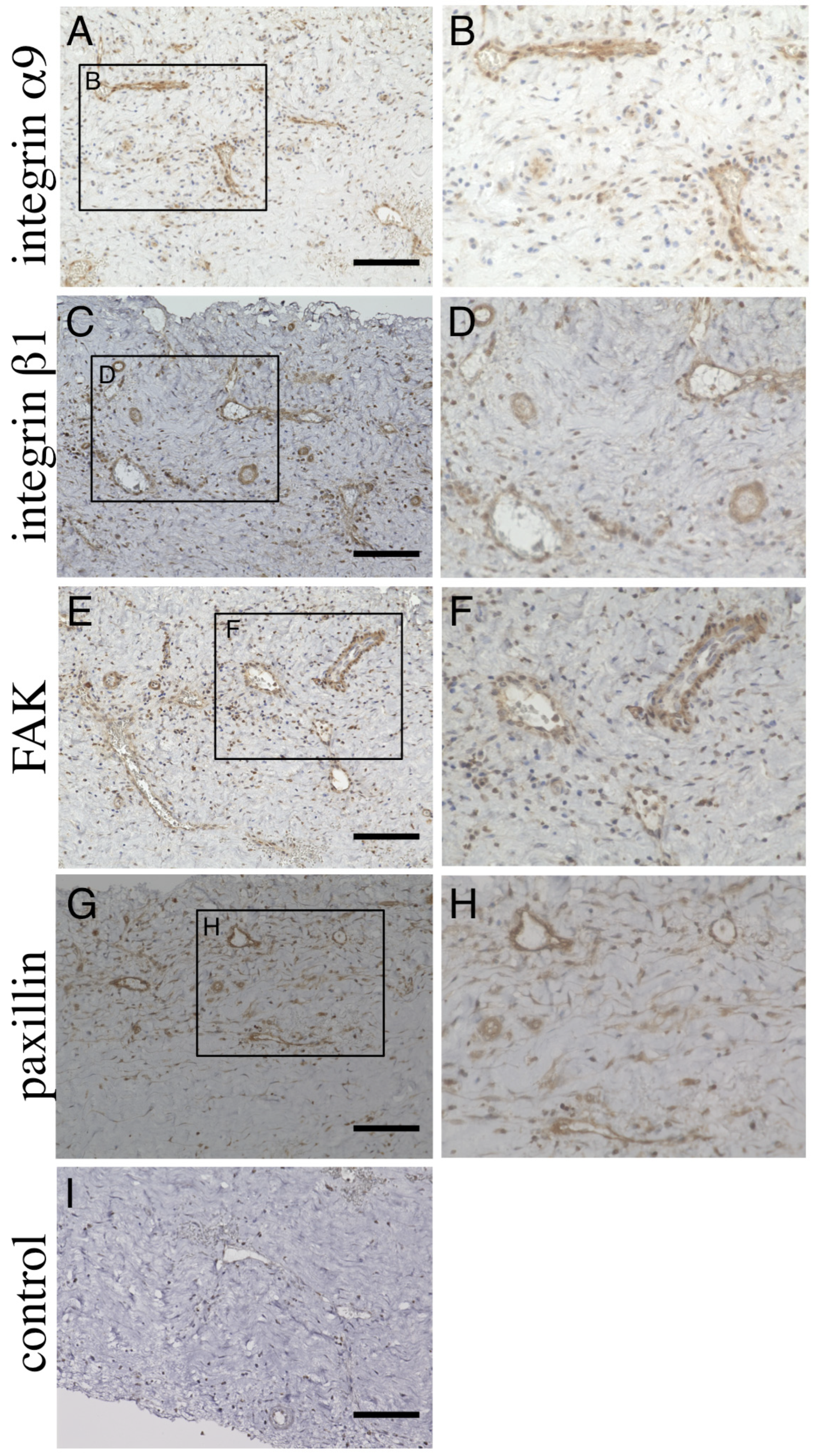 Biomedicines 11 01440 g003