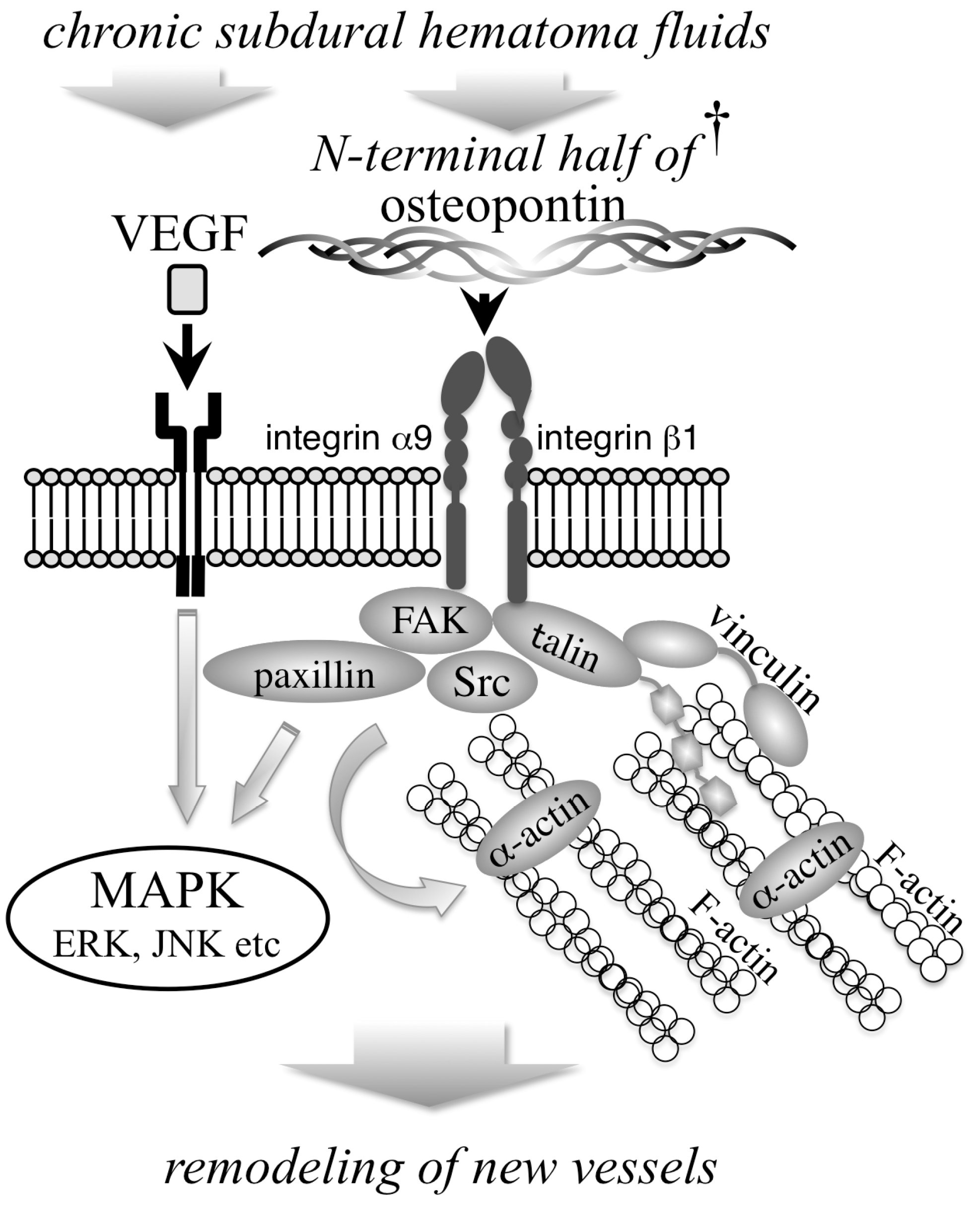 Biomedicines 11 01440 g005