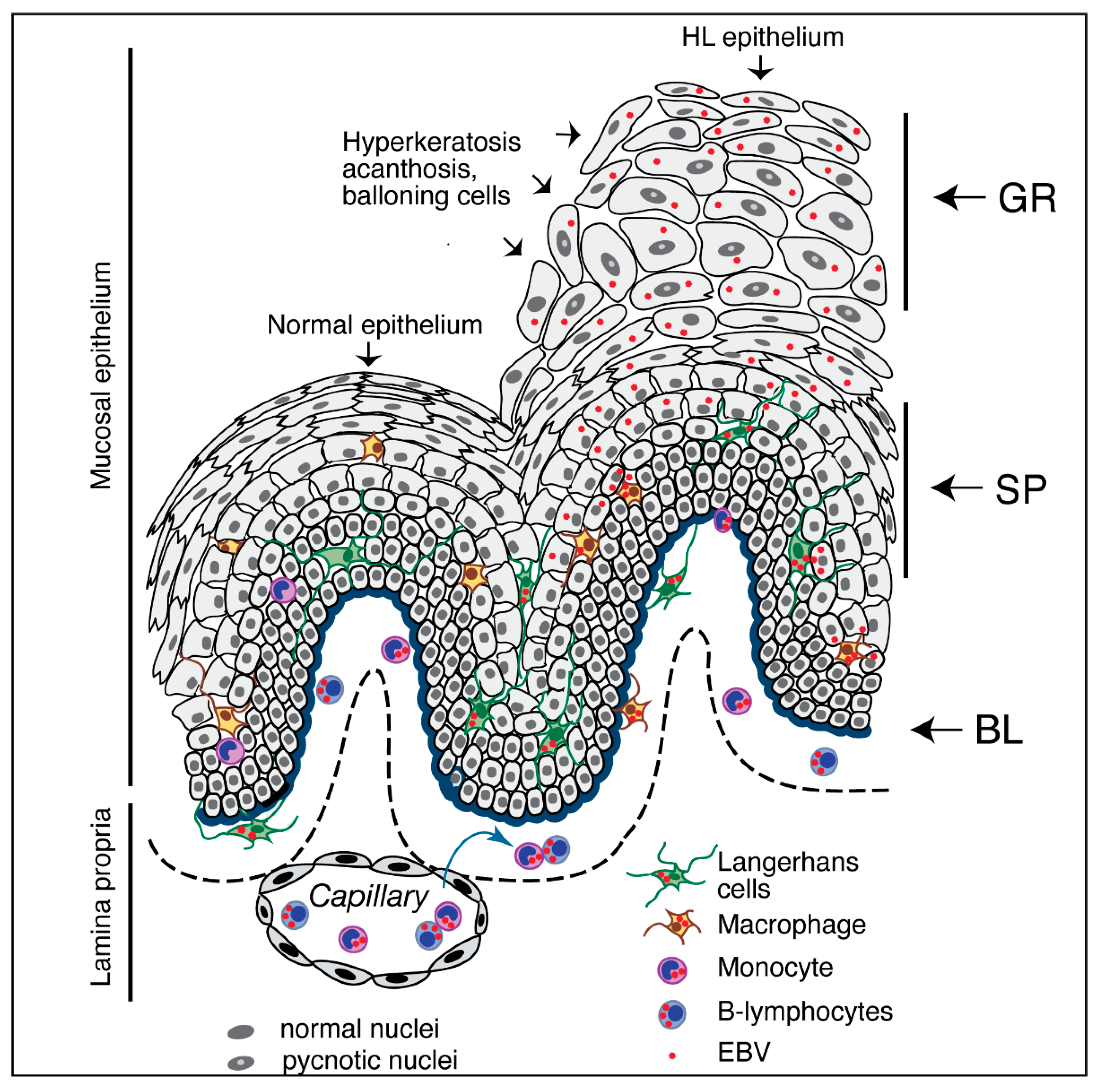 Biomedicines 11 01444 g002