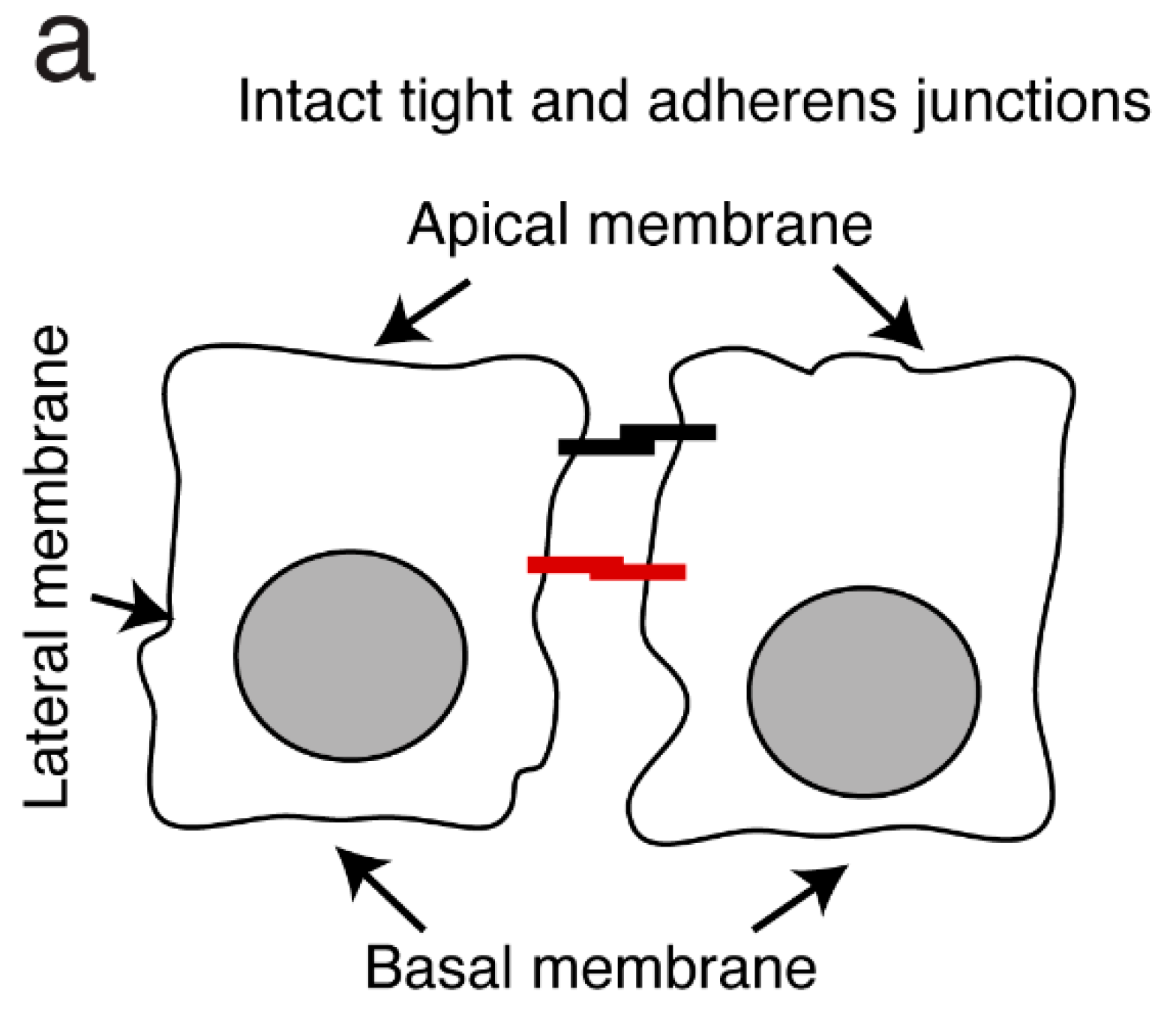 Biomedicines 11 01444 g004a