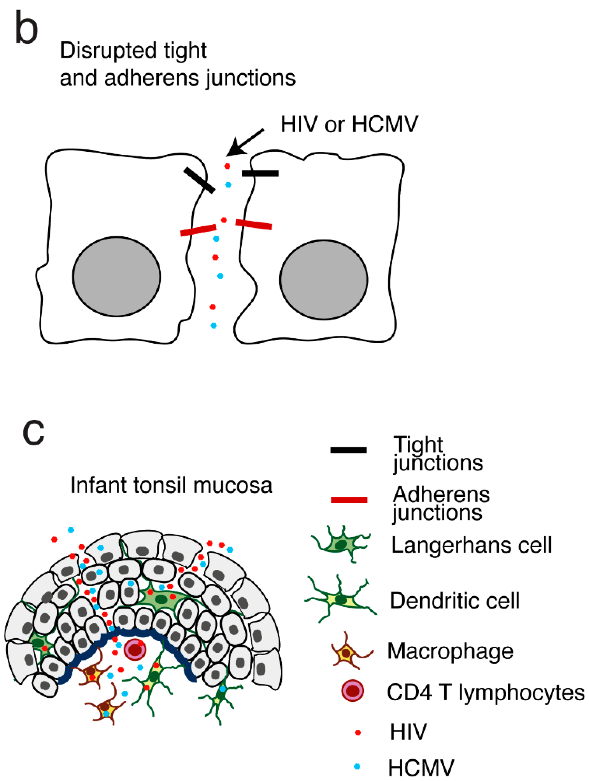 Biomedicines 11 01444 g004b