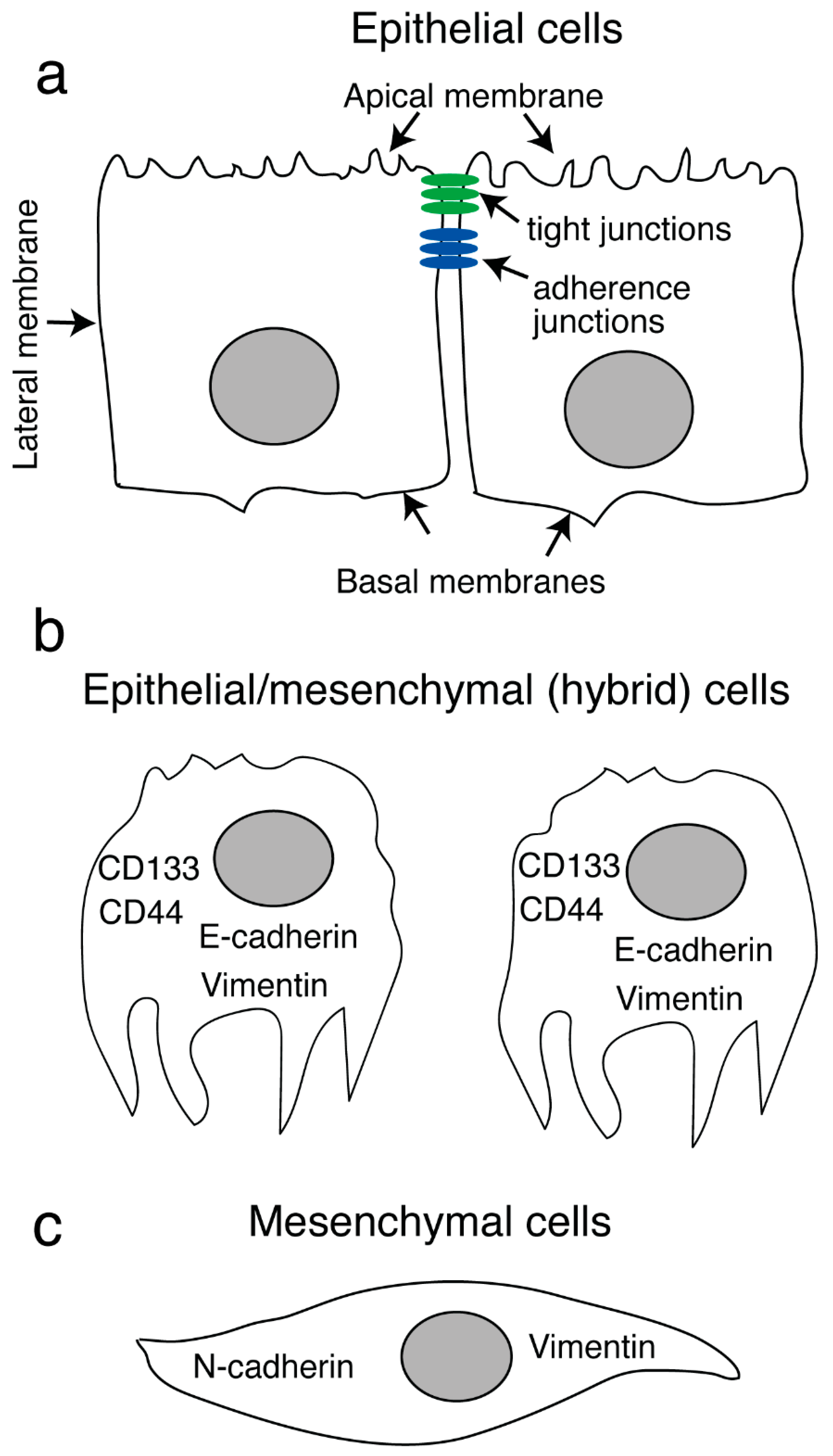 Biomedicines 11 01444 g005