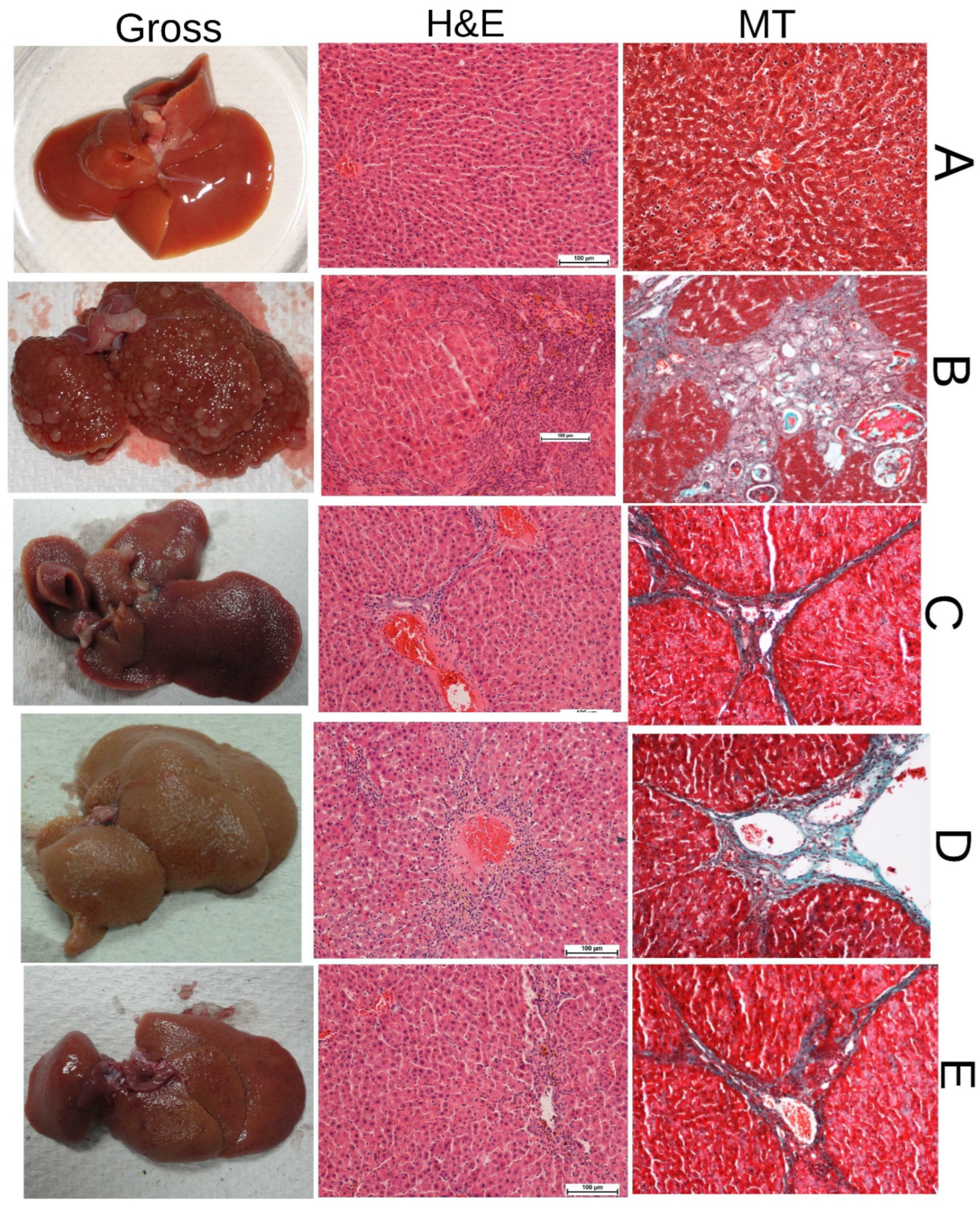 Biomedicines 11 01447 g002 Biomedicines 11 01447 g002