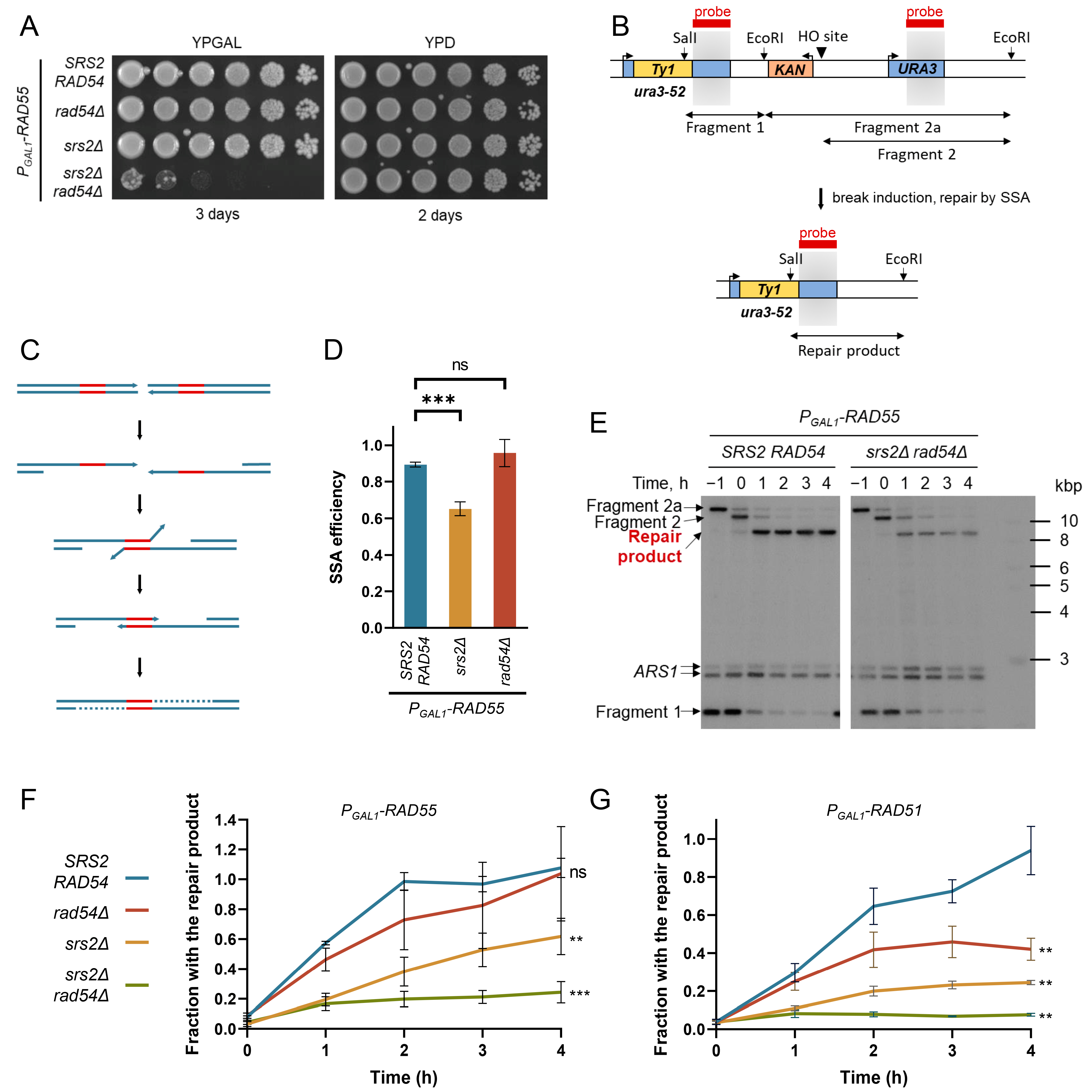 Biomedicines 11 01450 g001 Biomedicines 11 01450 g001