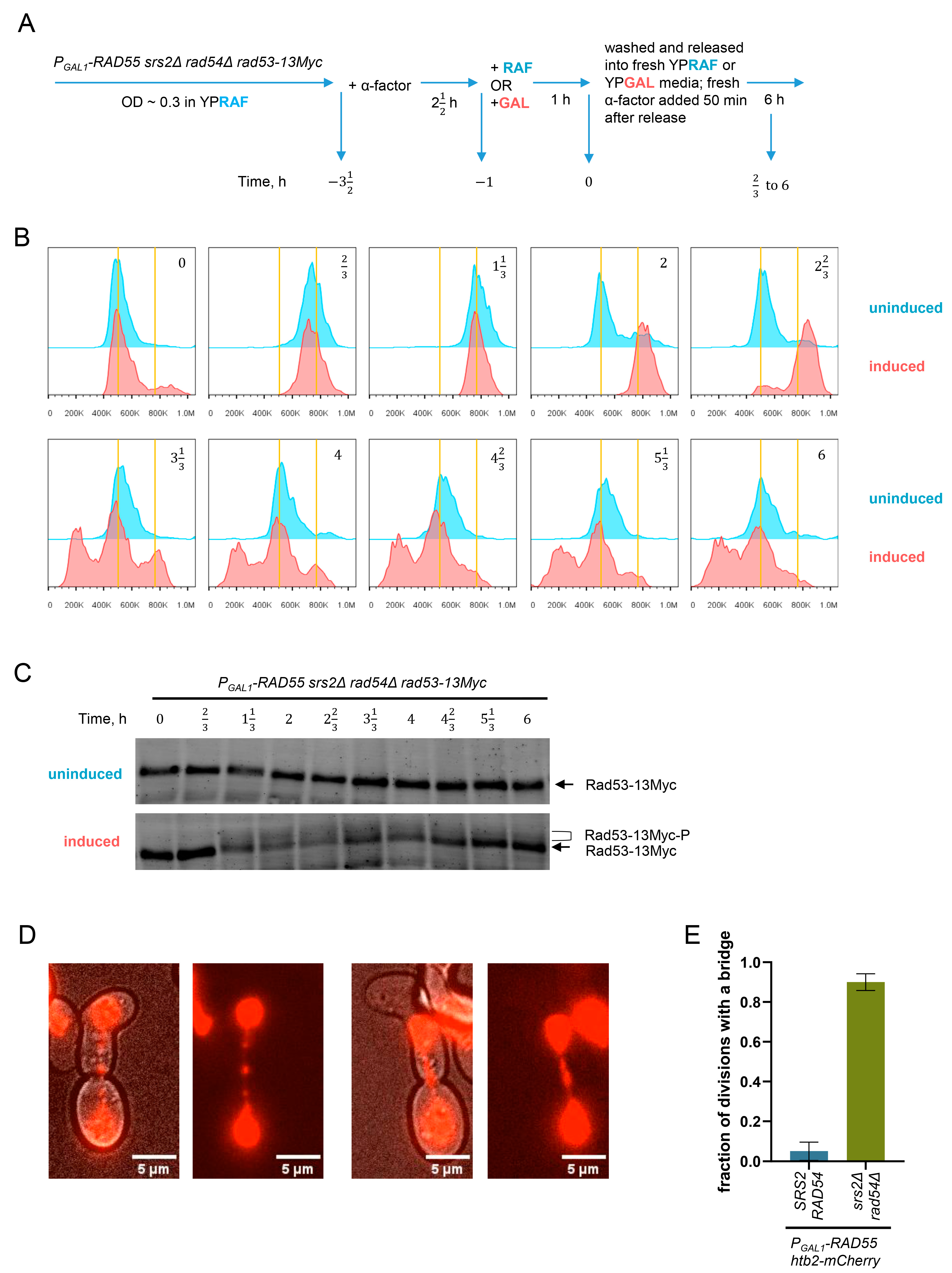 Biomedicines 11 01450 g003 Biomedicines 11 01450 g003