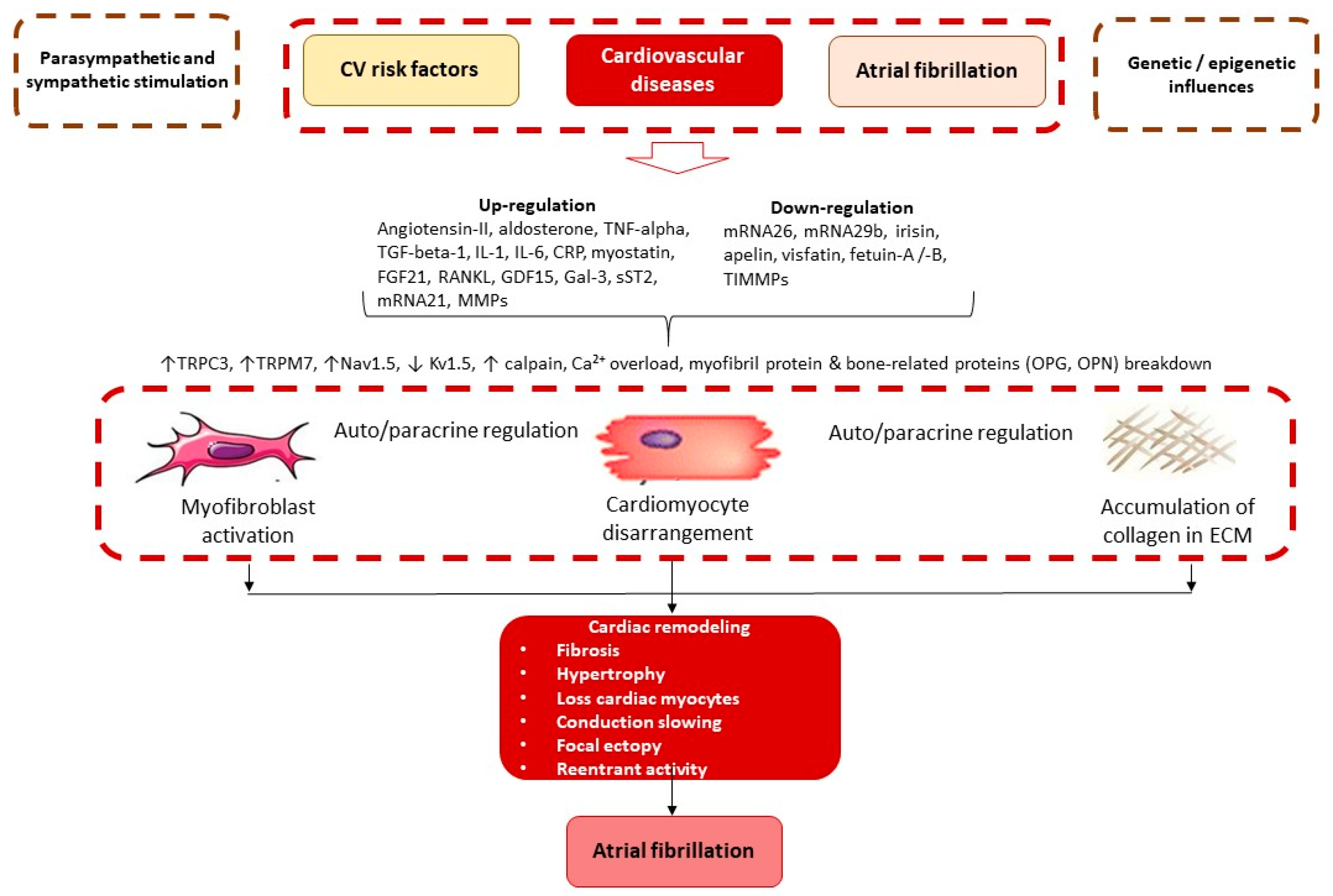 Biomedicines 11 01452 g002 Biomedicines 11 01452 g002
