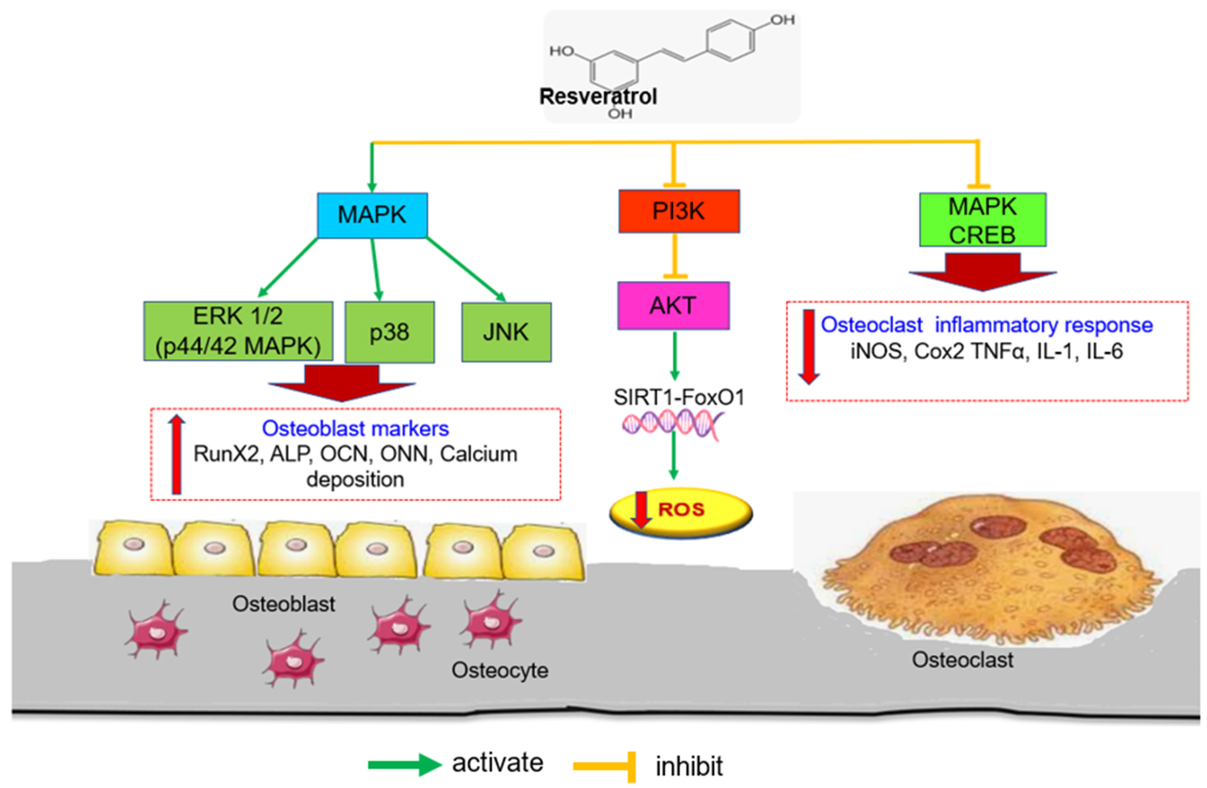 Biomedicines 11 01453 g003 Biomedicines 11 01453 g003