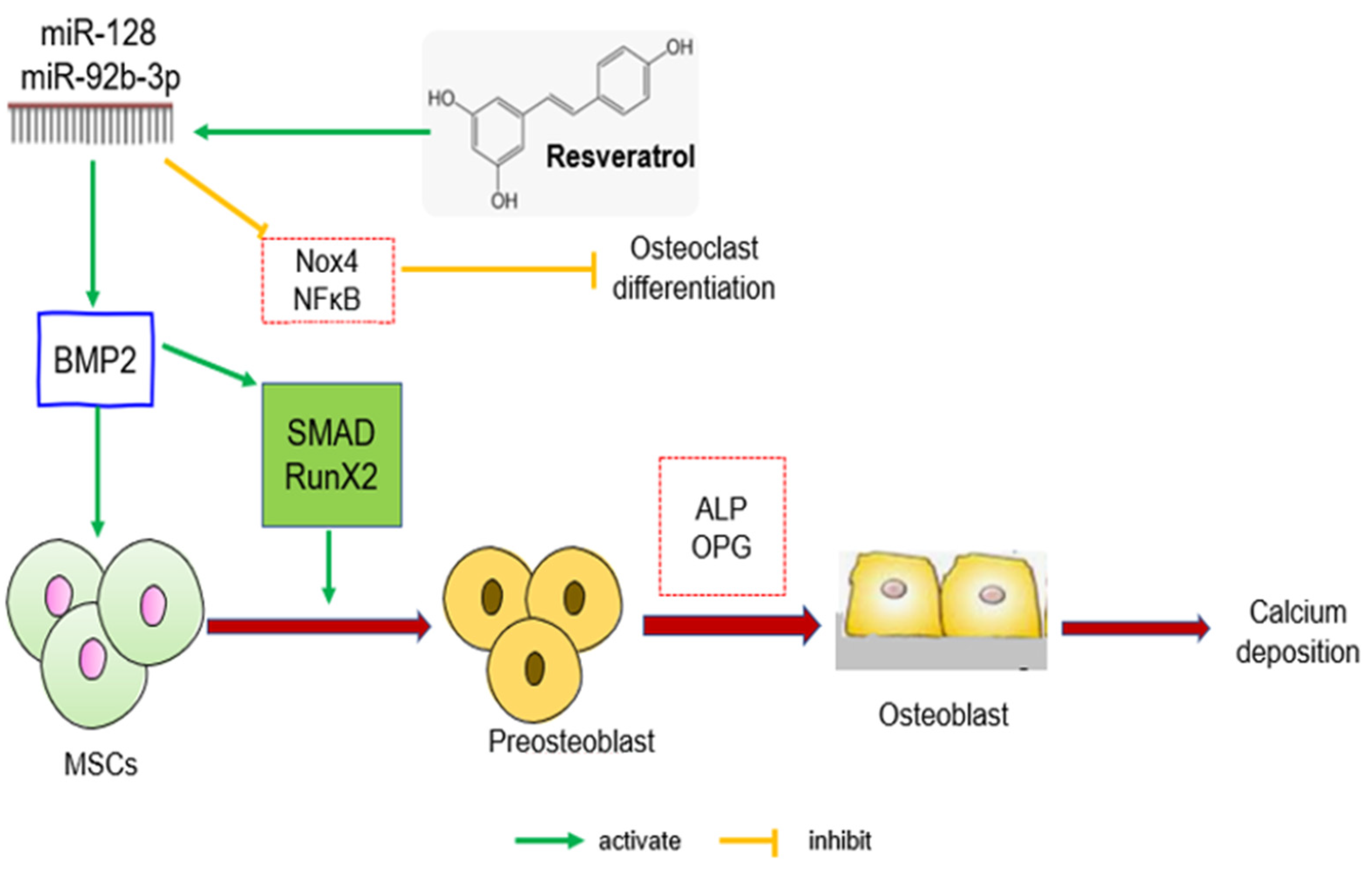 Biomedicines 11 01453 g004 Biomedicines 11 01453 g004