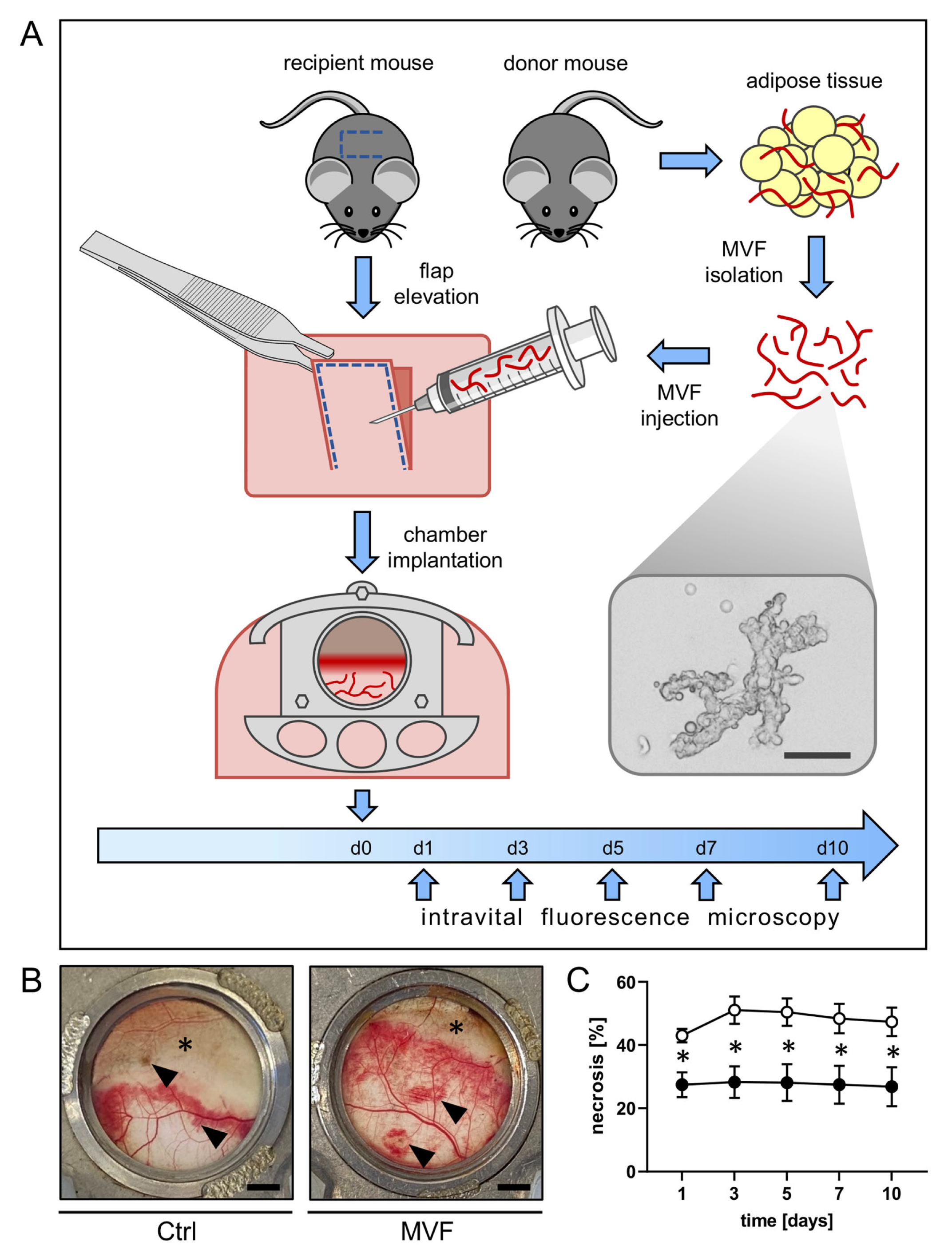 Biomedicines 11 01454 g001
