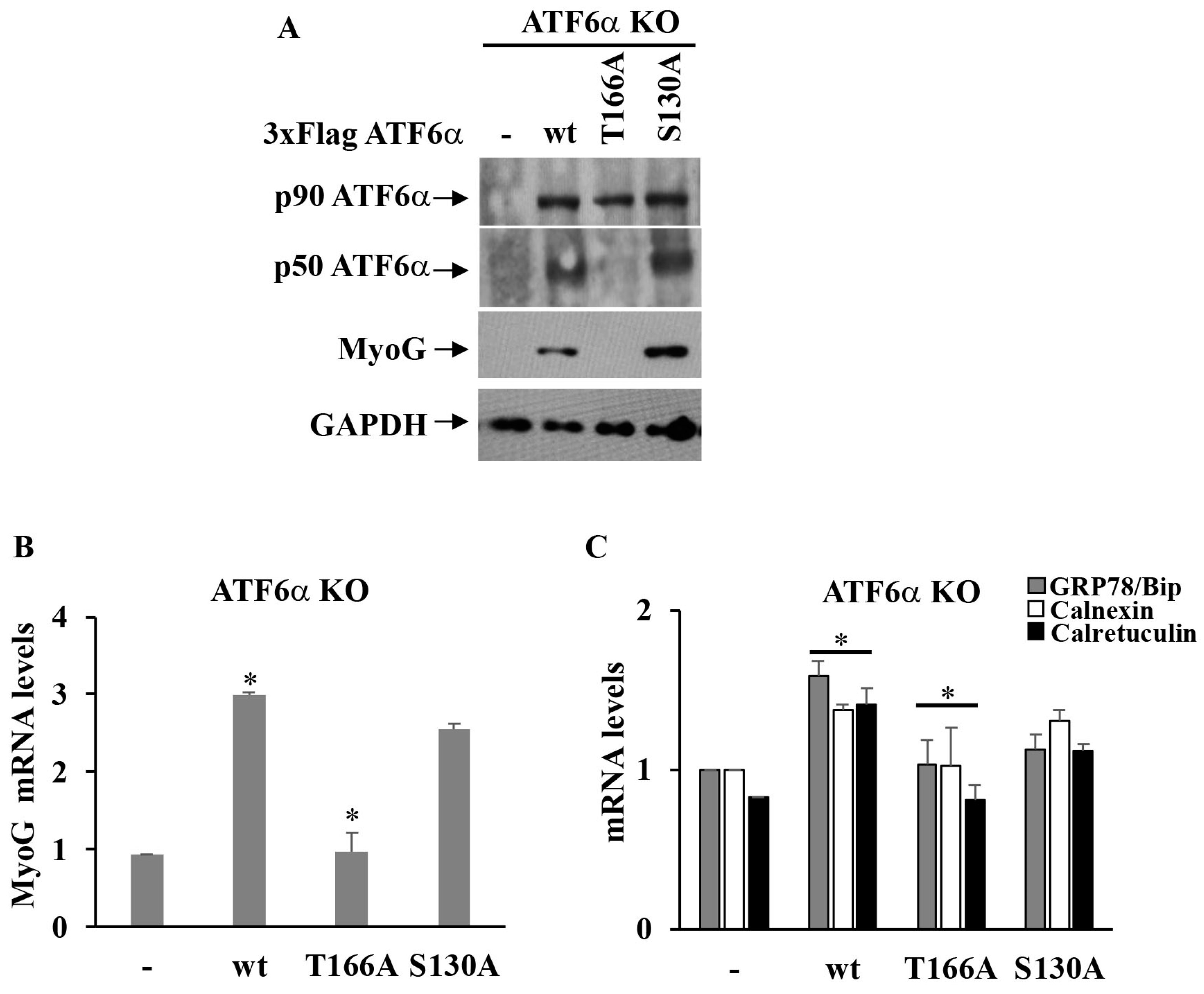 Biomedicines 11 01457 g007 Biomedicines 11 01457 g007