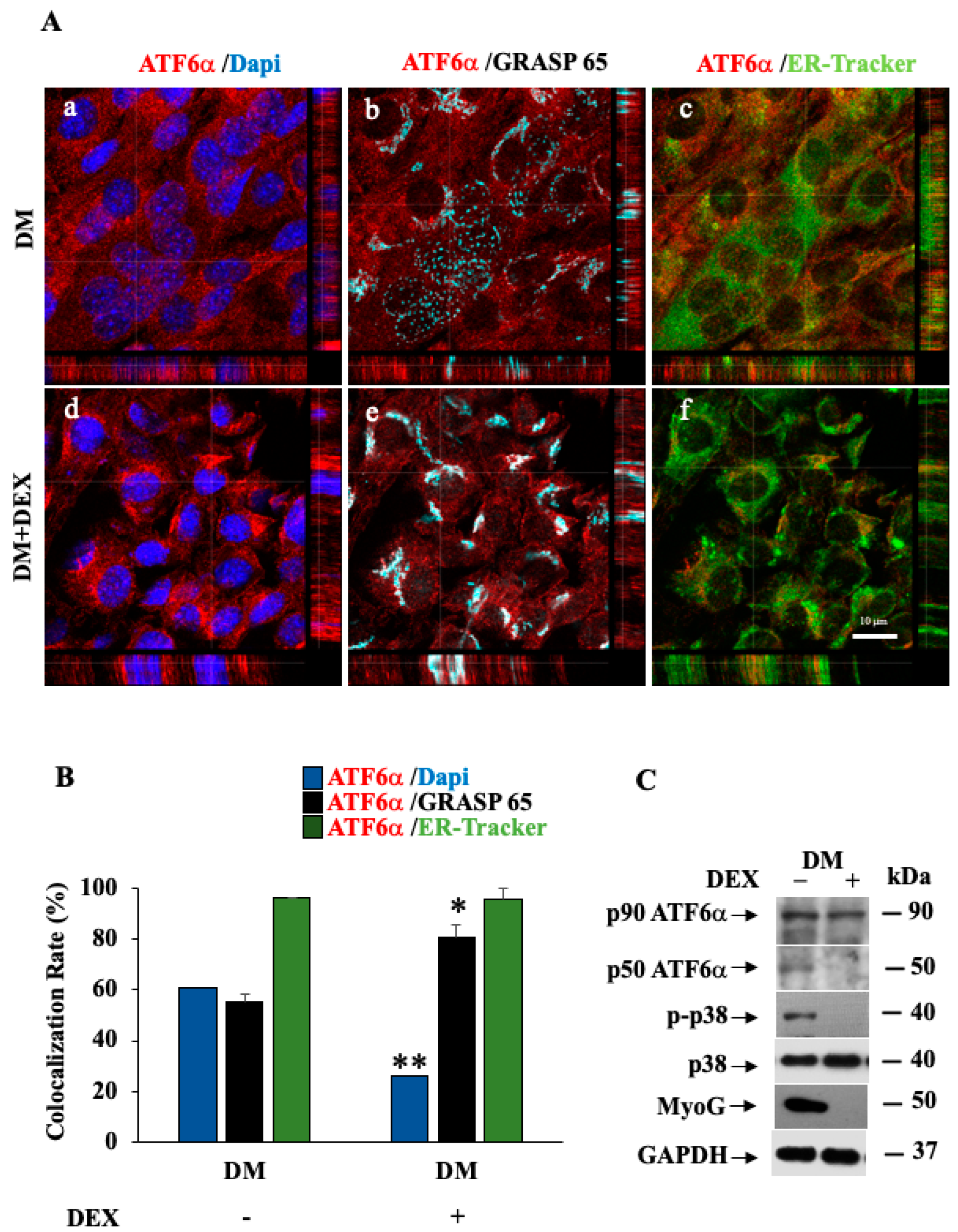 Biomedicines 11 01457 g009 Biomedicines 11 01457 g009