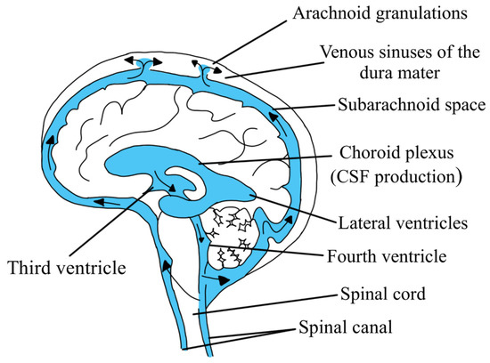 Subarachnoid Space Csf subarachnoid-space-csf