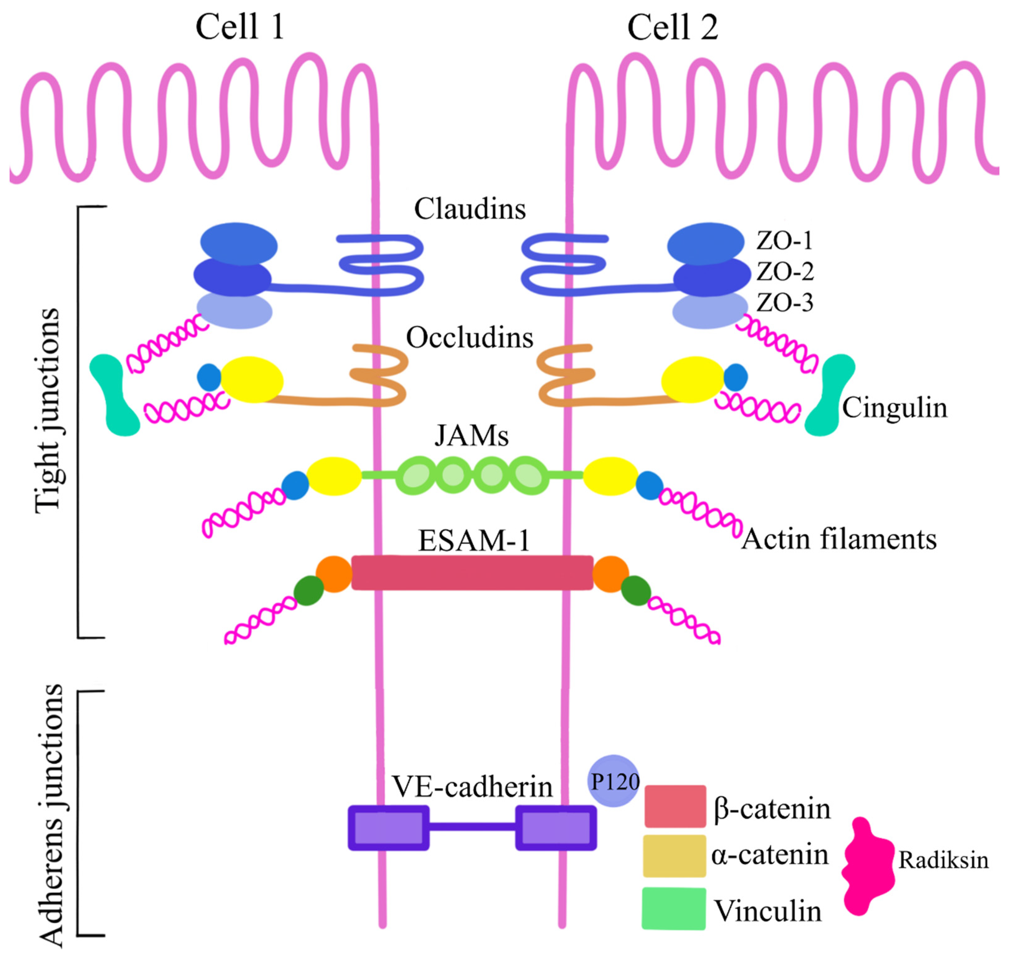 Biomedicines 11 01461 g005 Biomedicines 11 01461 g005