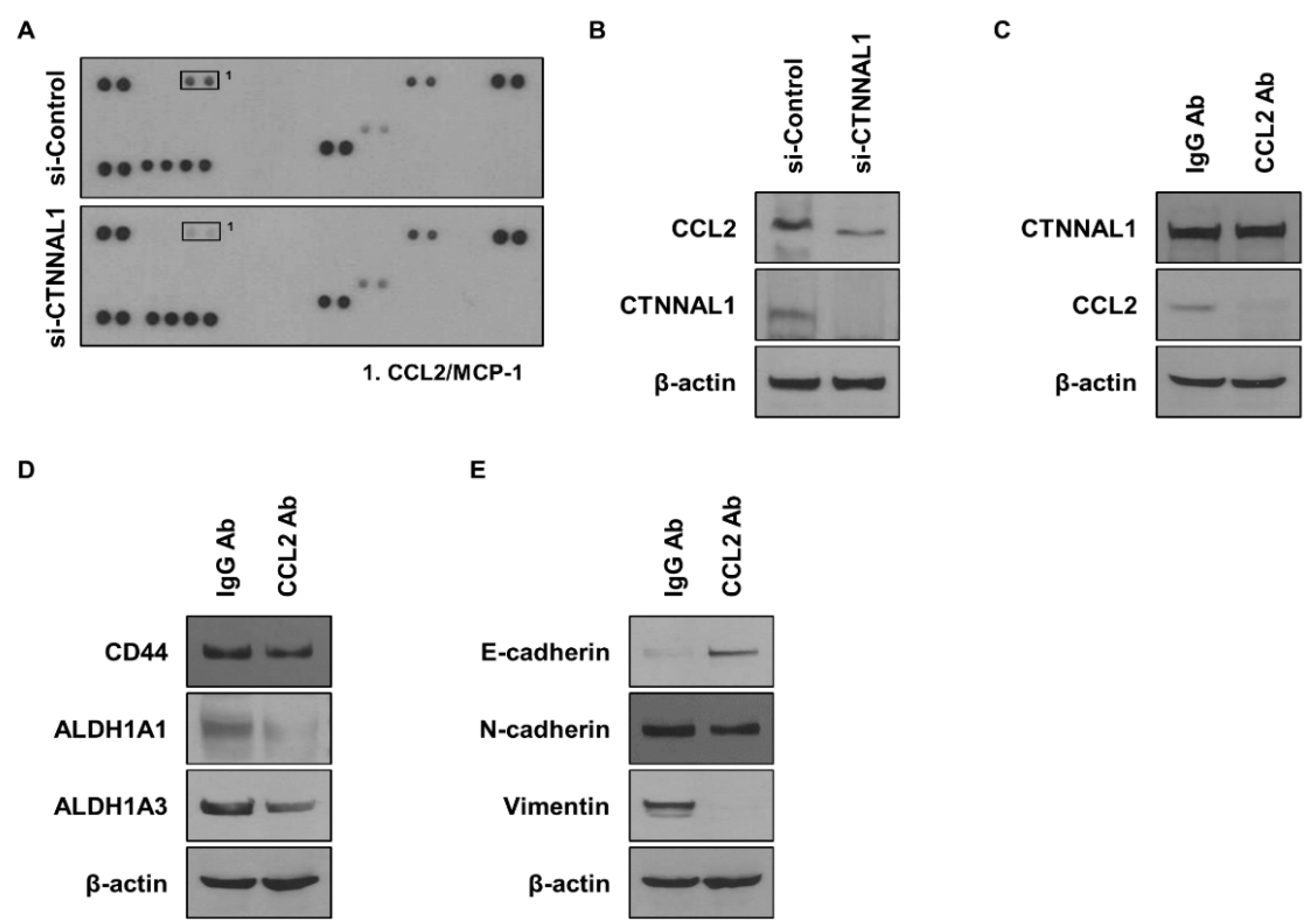 Biomedicines 11 01462 g004 Biomedicines 11 01462 g004