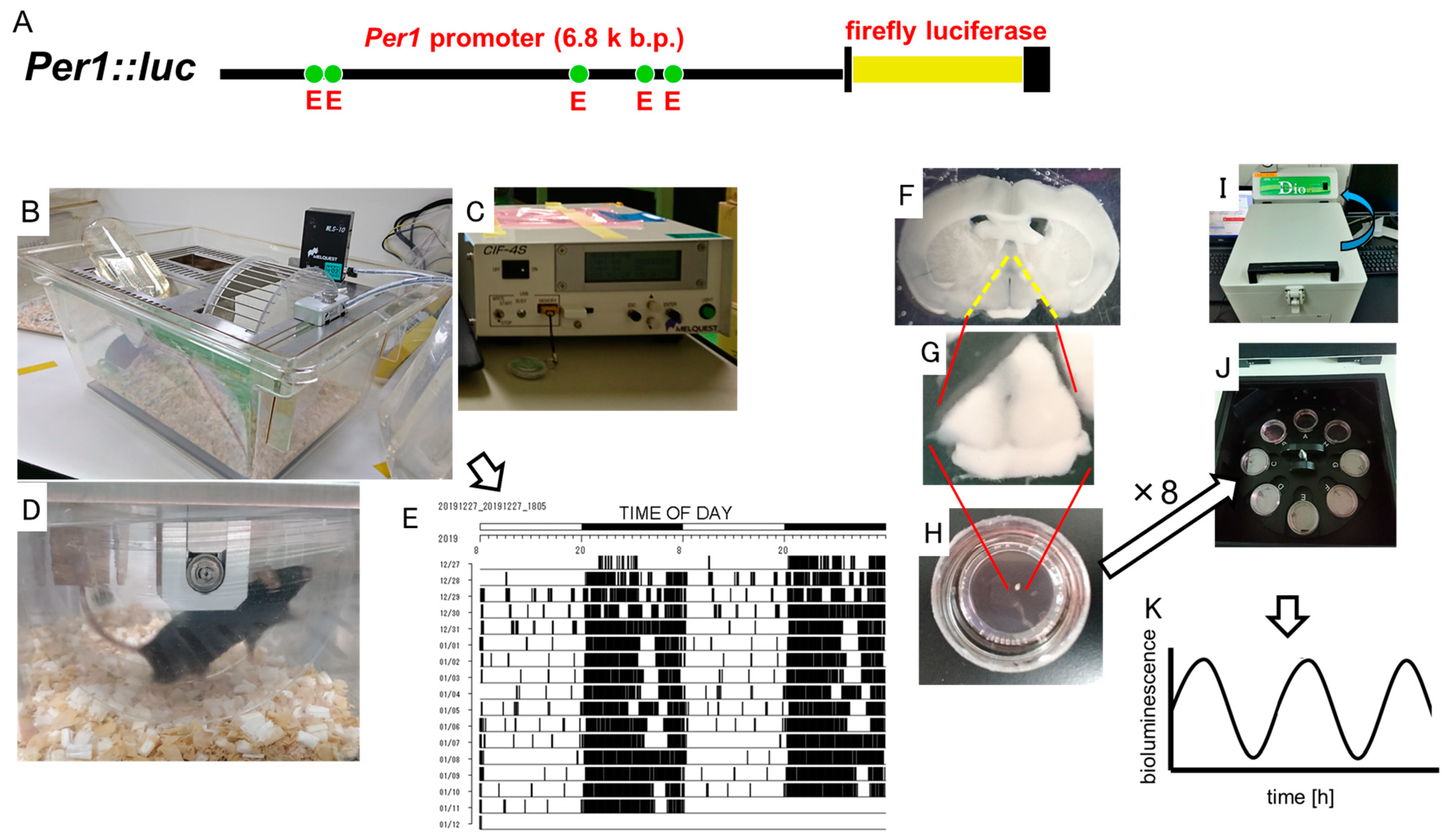 Biomedicines 11 01463 g001