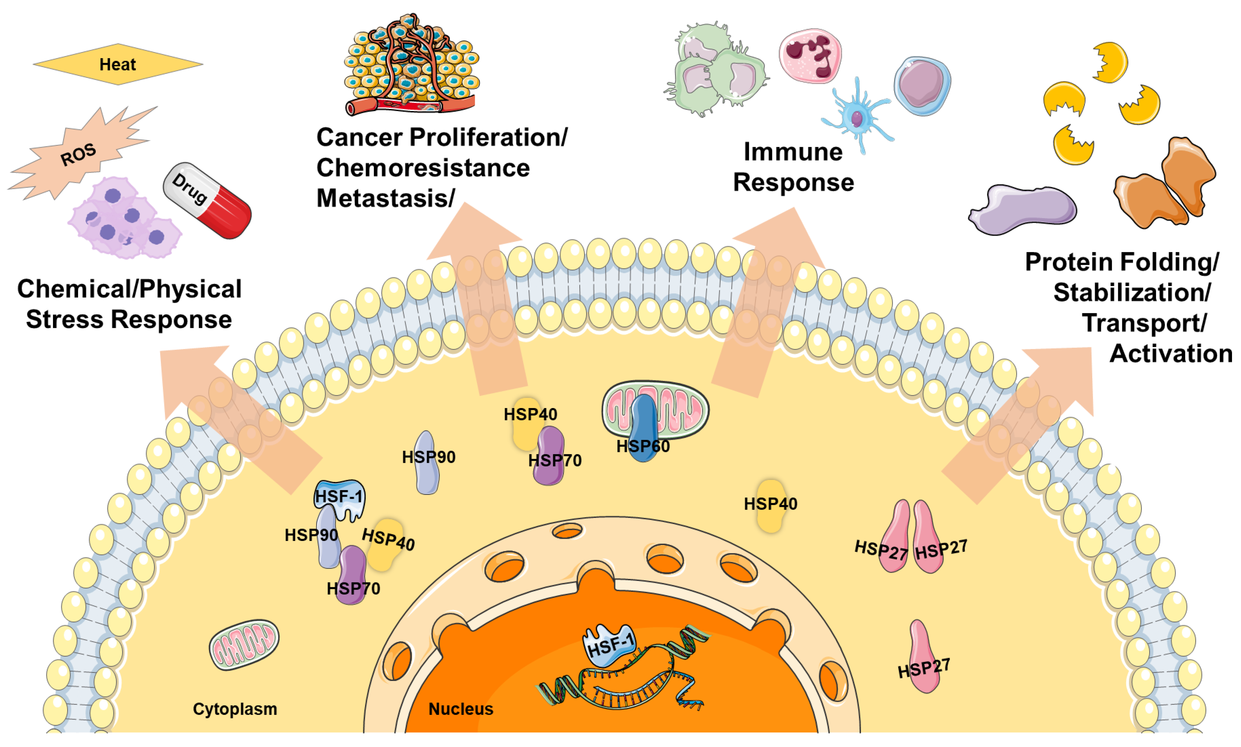 Biomedicines 11 01471 g001