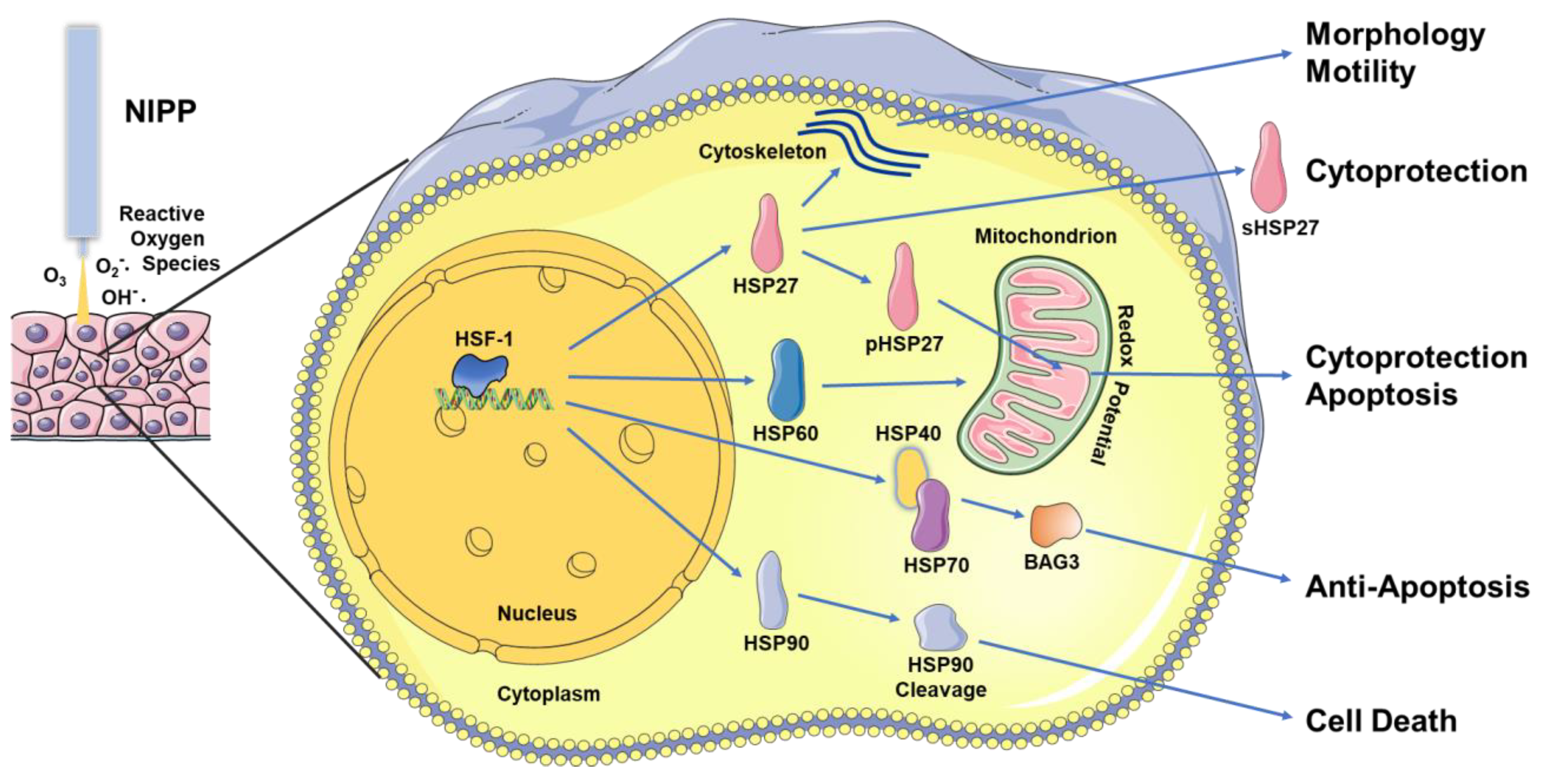 Biomedicines 11 01471 g002
