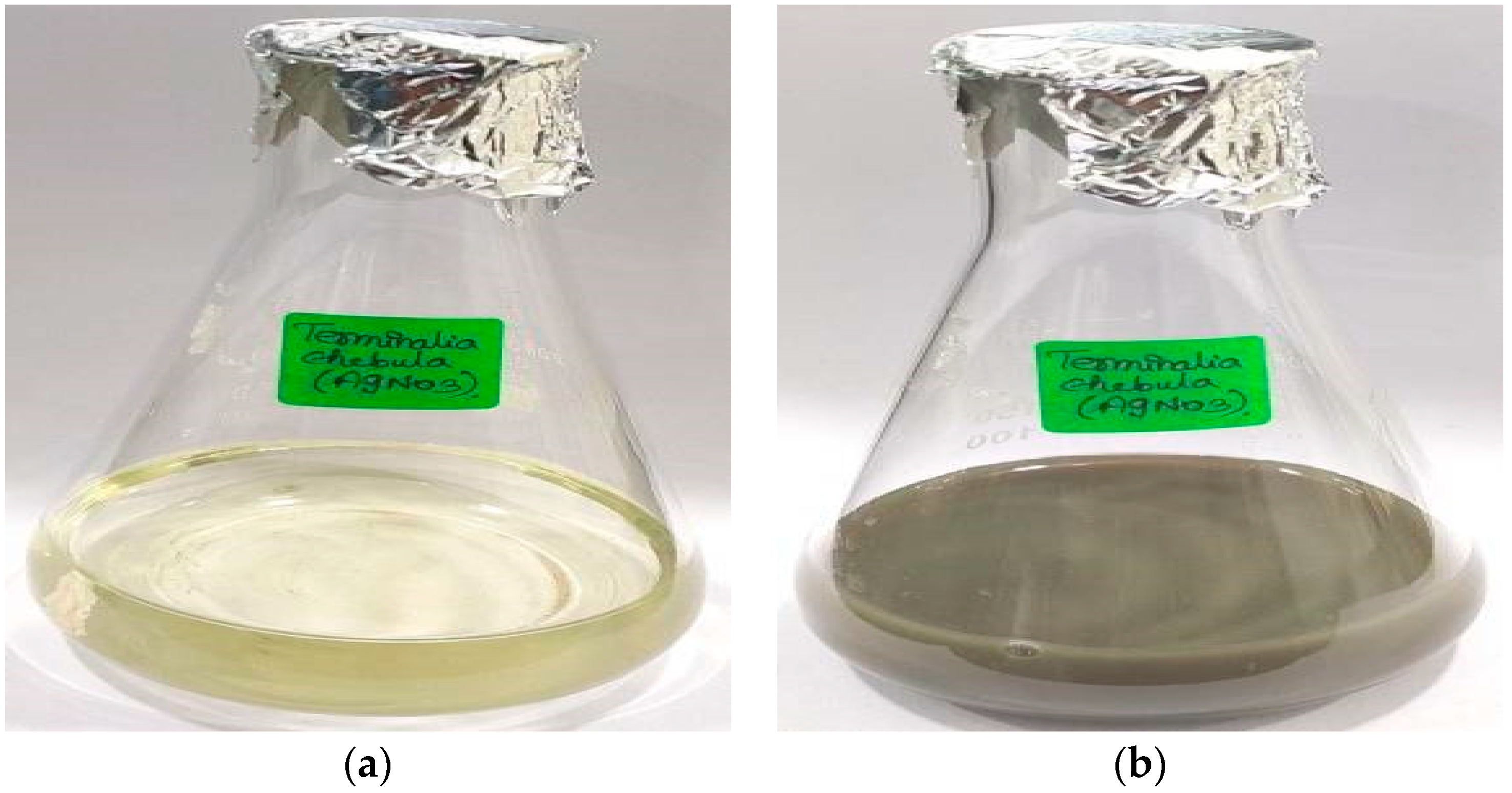 Biomedicines 11 01472 g001