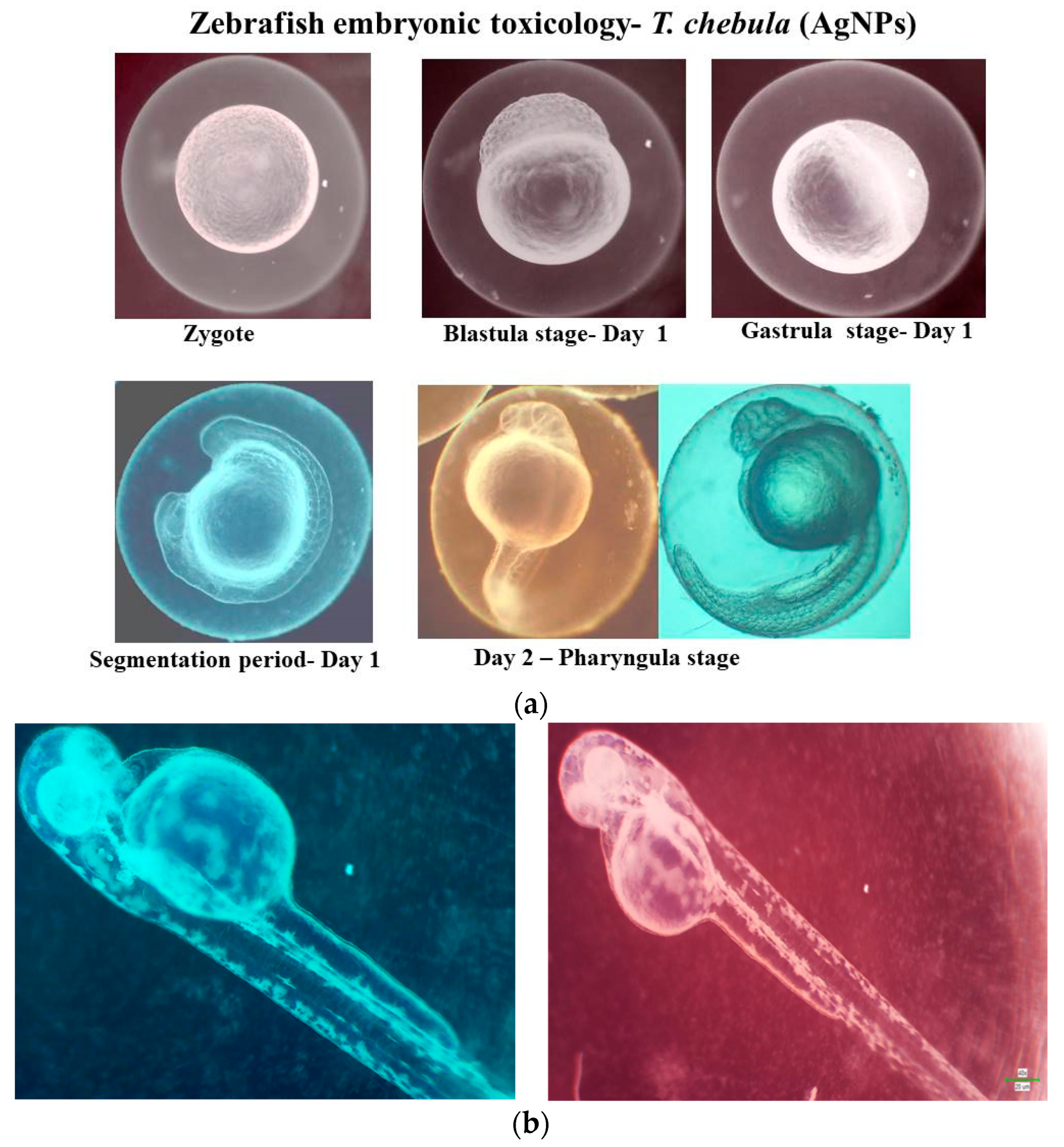 Biomedicines 11 01472 g011a