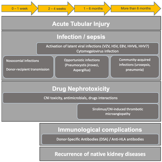 Biomedicines Free FullText Acute Kidney Injury in Kidney