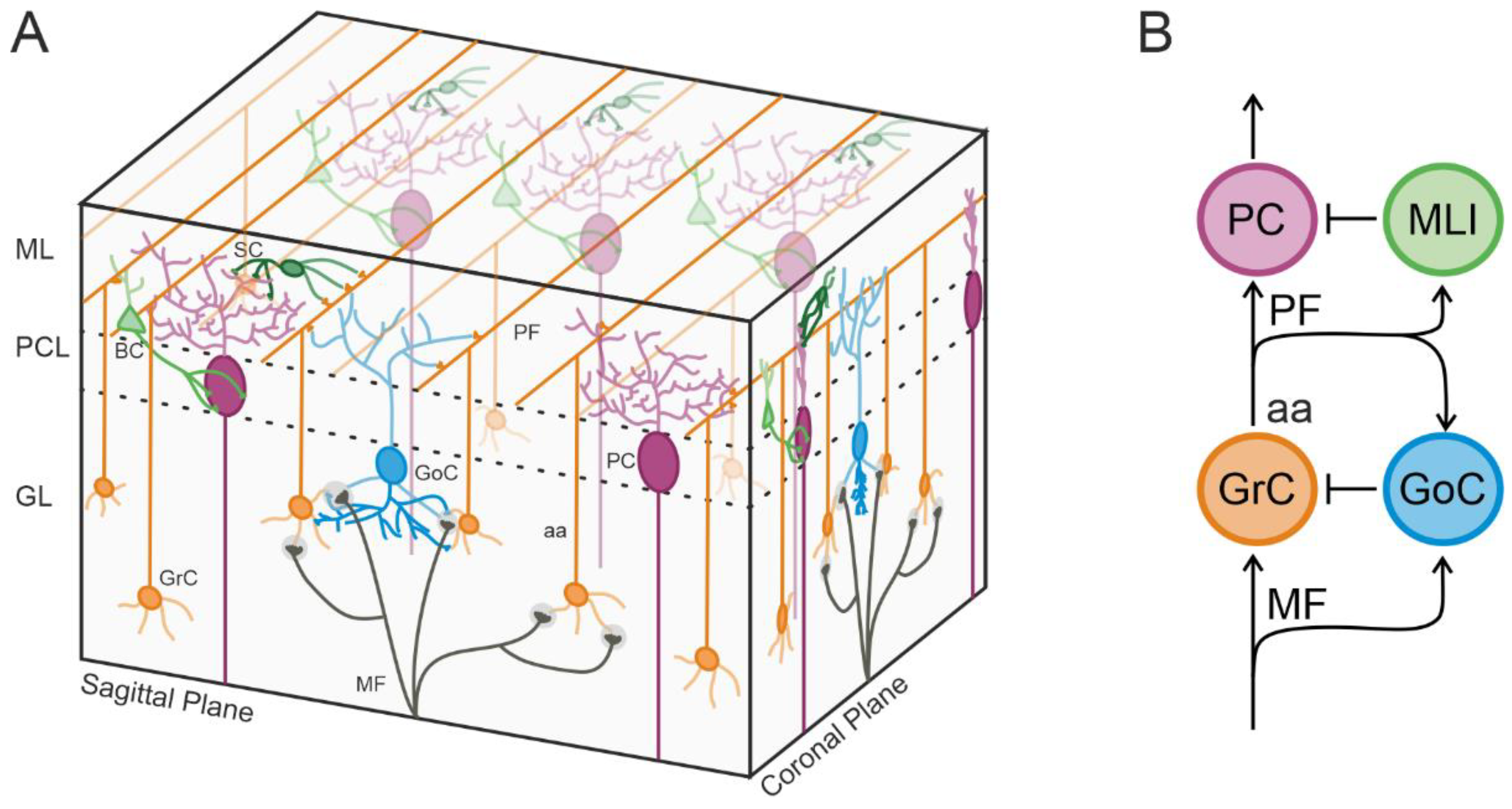Biomedicines 11 01475 g001