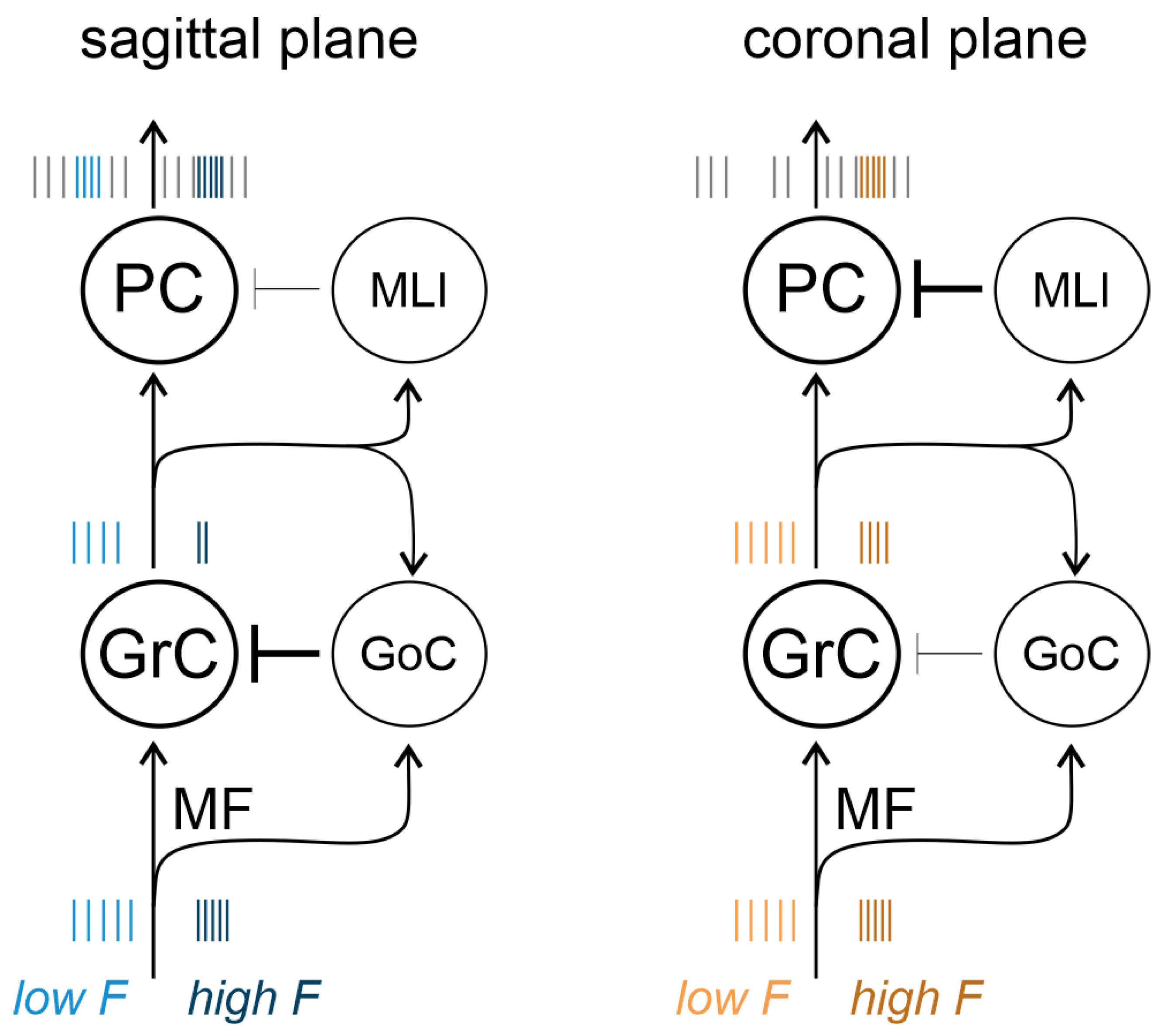 Biomedicines 11 01475 g011
