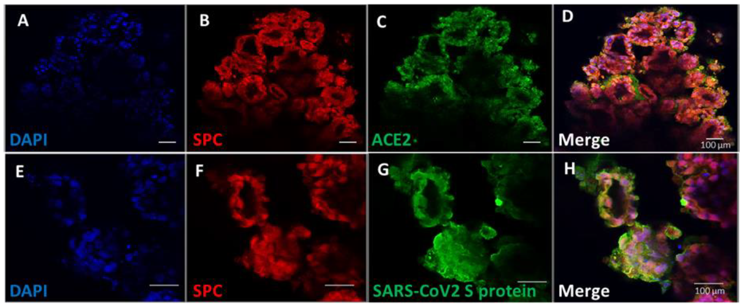 Biomedicines 11 01476 g004 Biomedicines 11 01476 g004