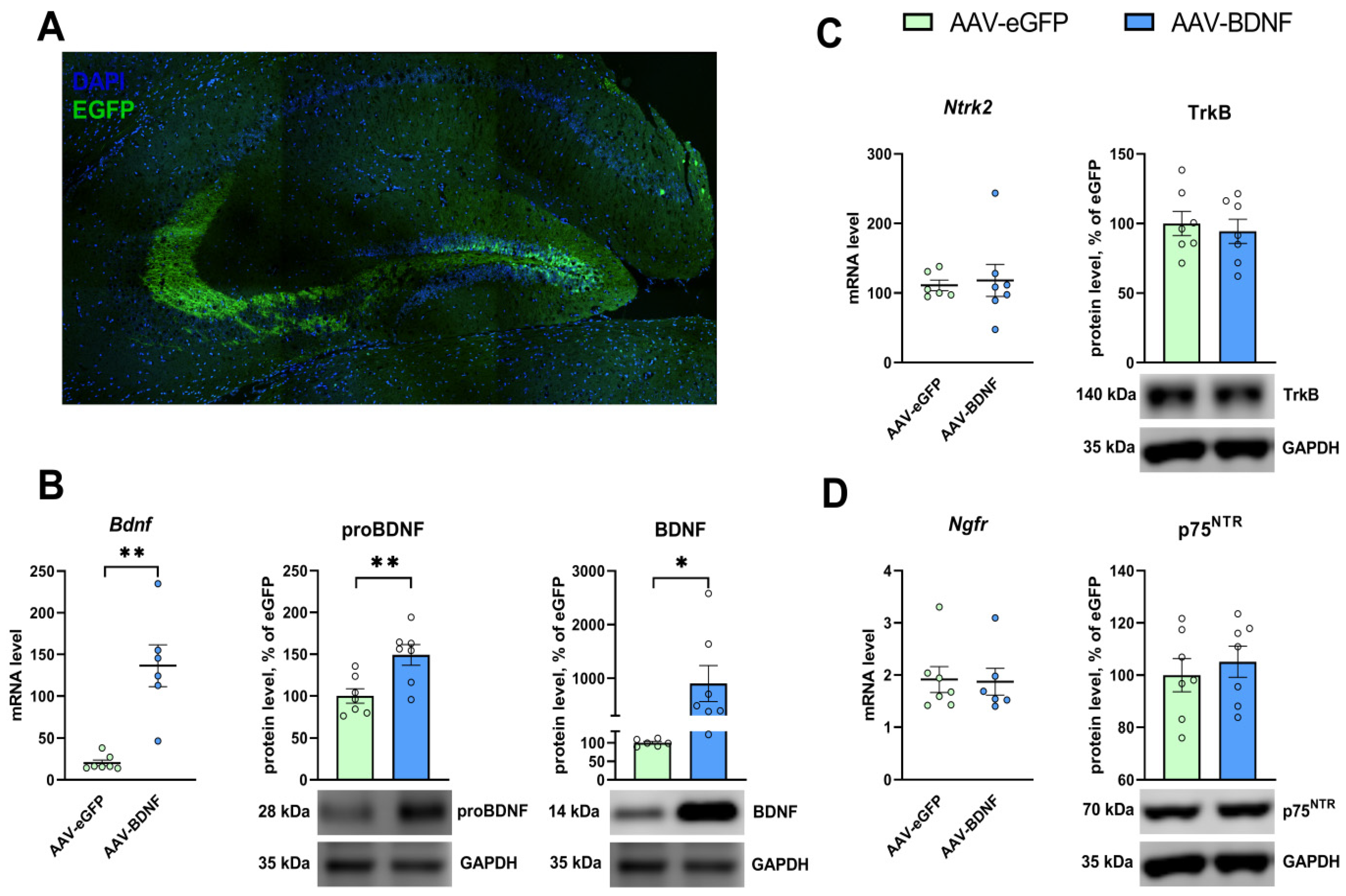 Biomedicines 11 01482 g005 Biomedicines 11 01482 g005