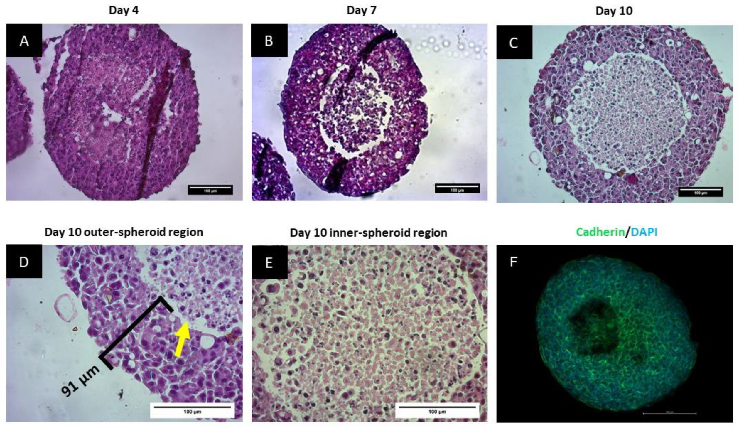 Biomedicines 11 01484 g003 Biomedicines 11 01484 g003
