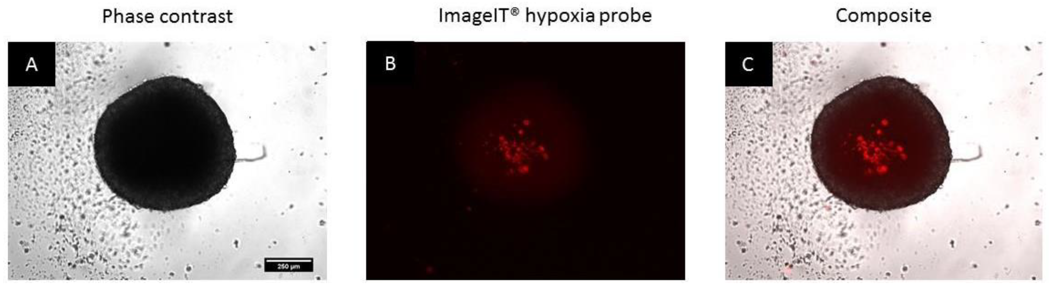 Biomedicines 11 01484 g004 Biomedicines 11 01484 g004