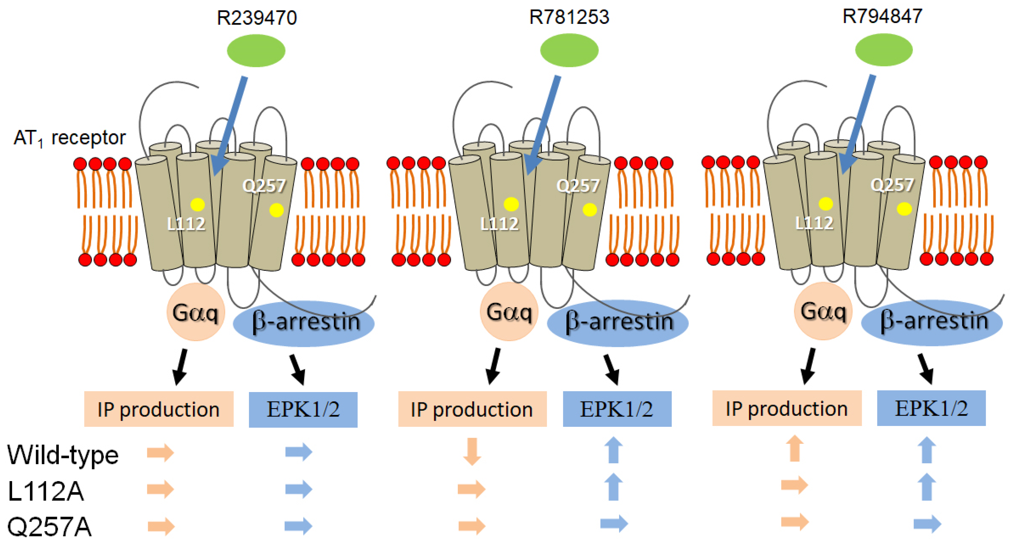 Biomedicines 11 01486 g004 Biomedicines 11 01486 g004