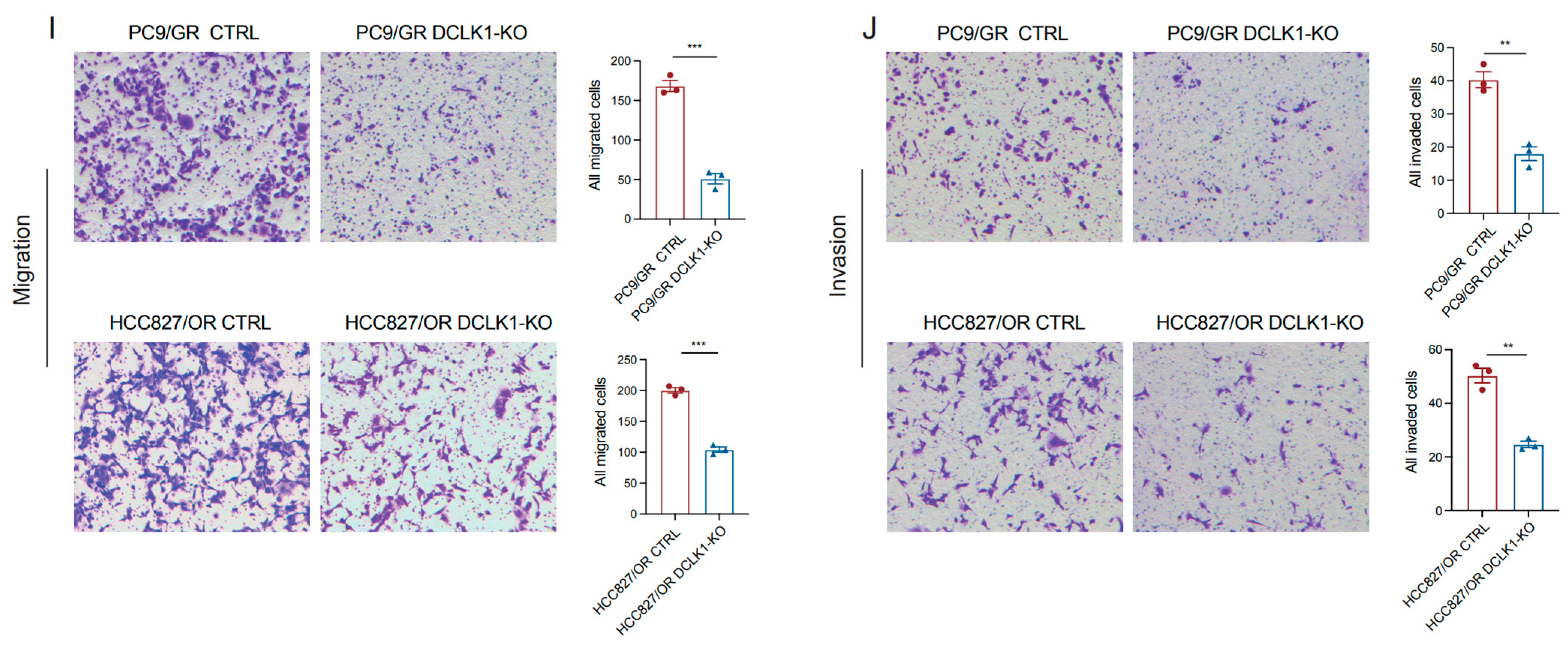 Biomedicines 11 01490 g002b Biomedicines 11 01490 g002b