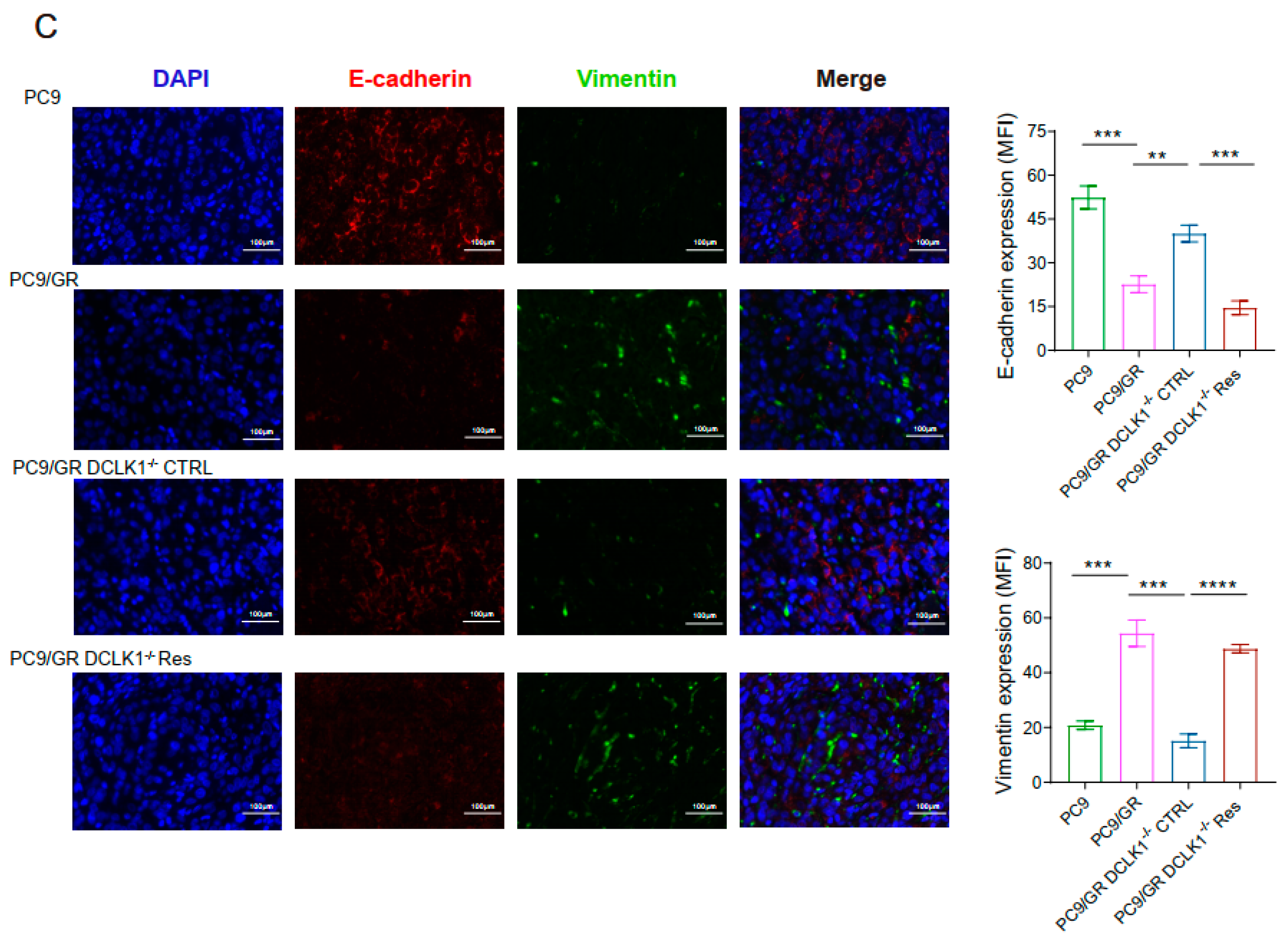 Biomedicines 11 01490 g004b Biomedicines 11 01490 g004b