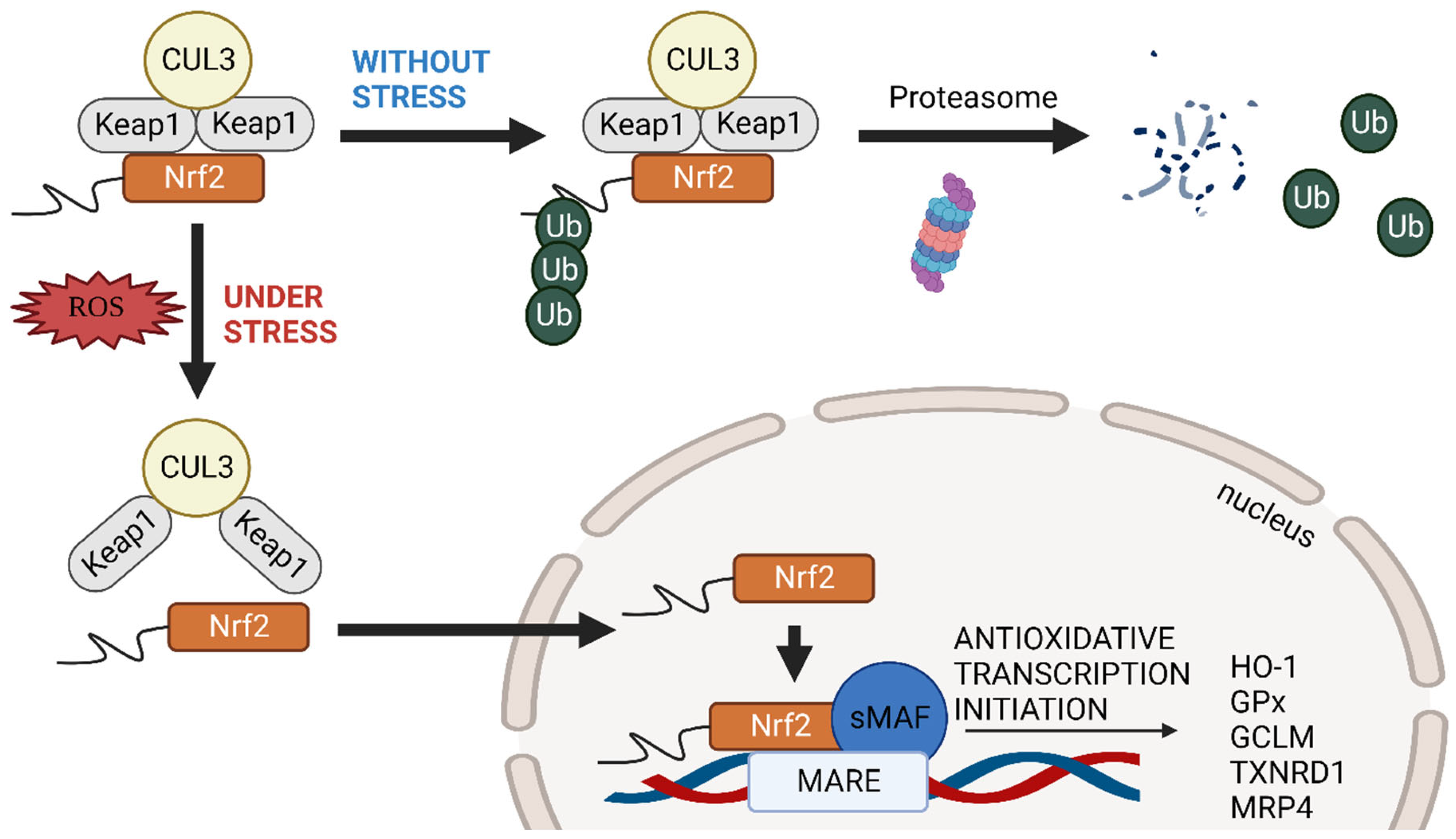 Biomedicines Free FullText The Role of Nrf2/sMAF Signalling in