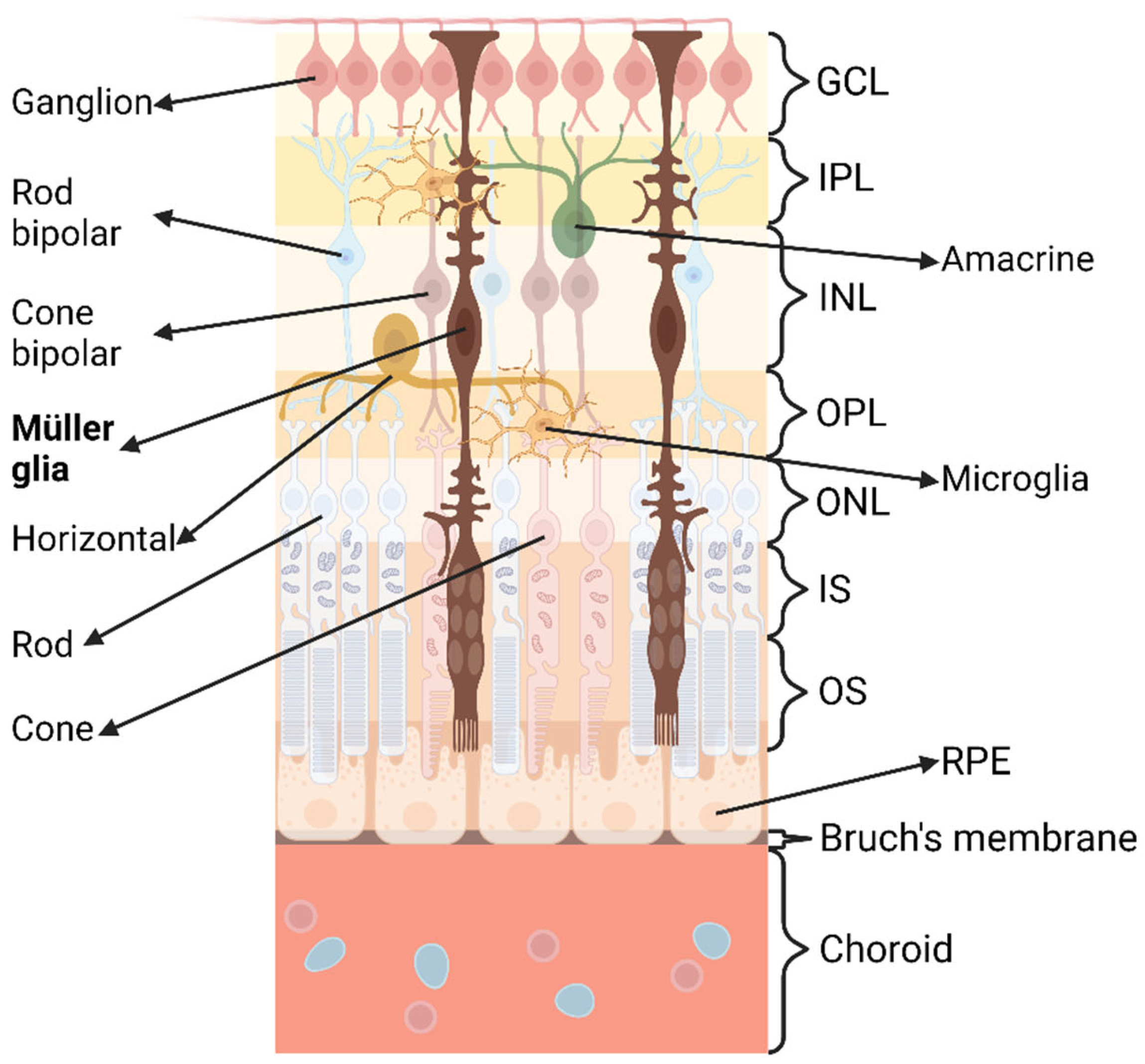 Biomedicines 11 01512 g002 Biomedicines 11 01512 g002