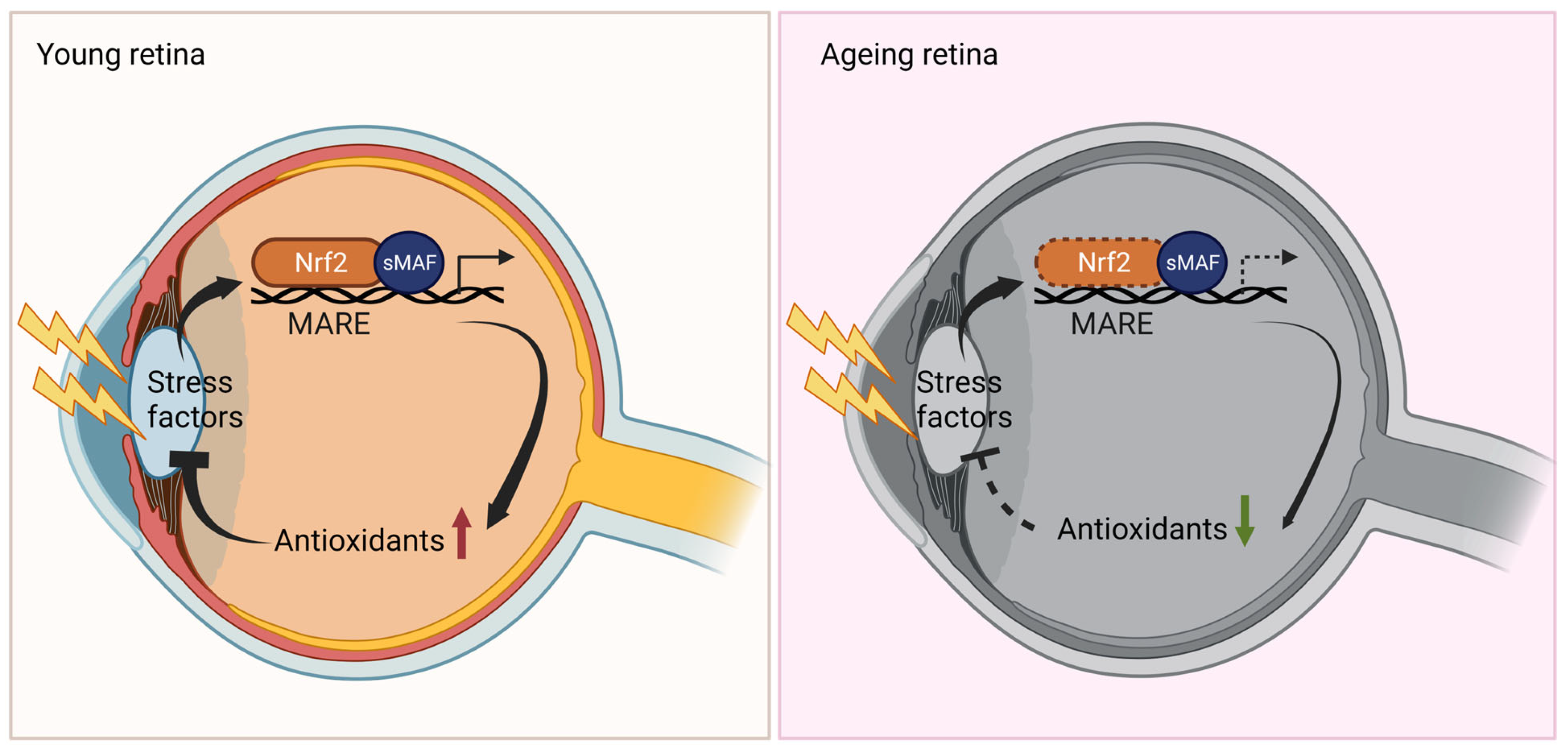 Biomedicines 11 01512 g003 Biomedicines 11 01512 g003