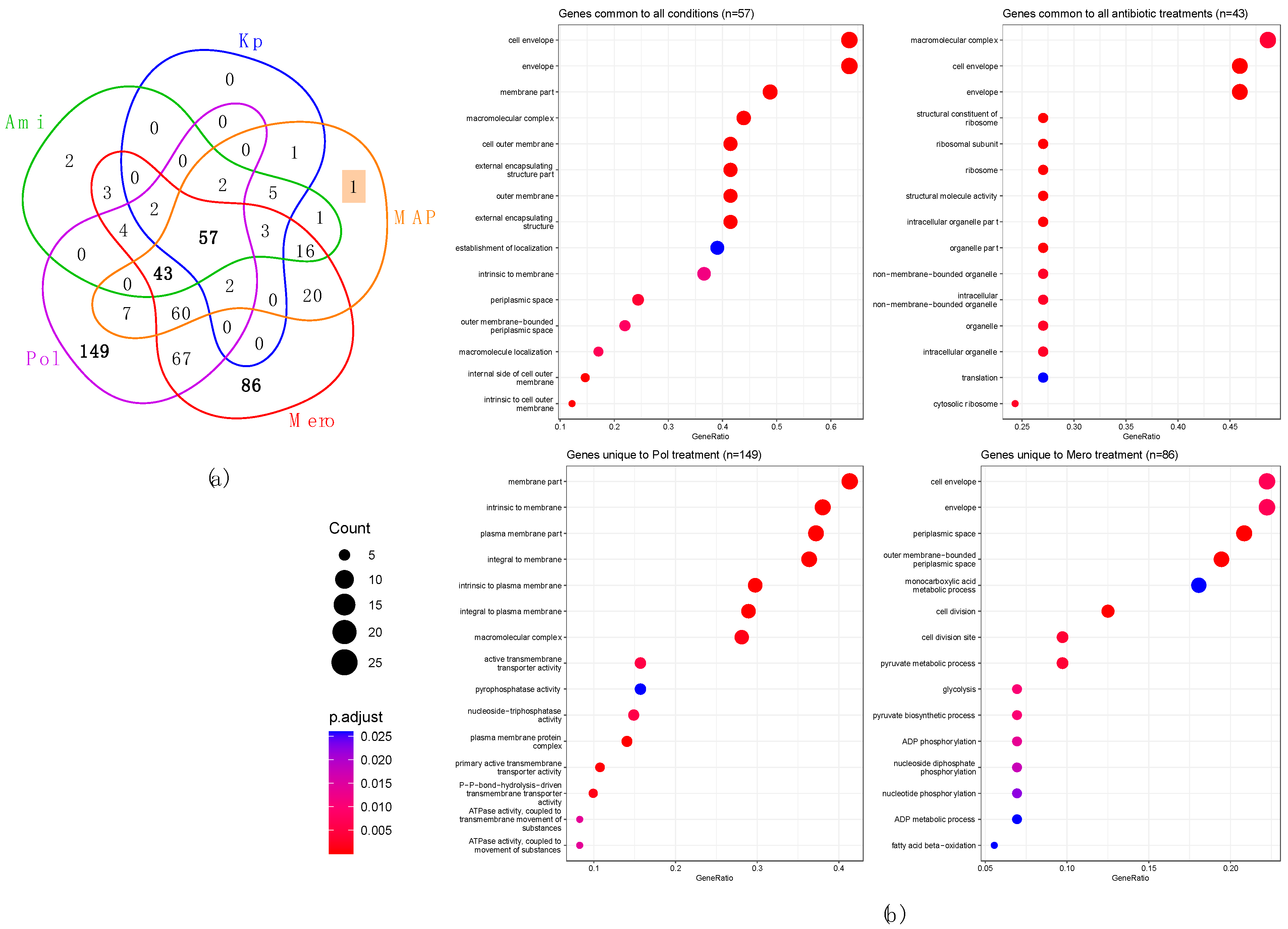 Modulation of Klebsiella pneumoniae Outer Membrane Vesicle