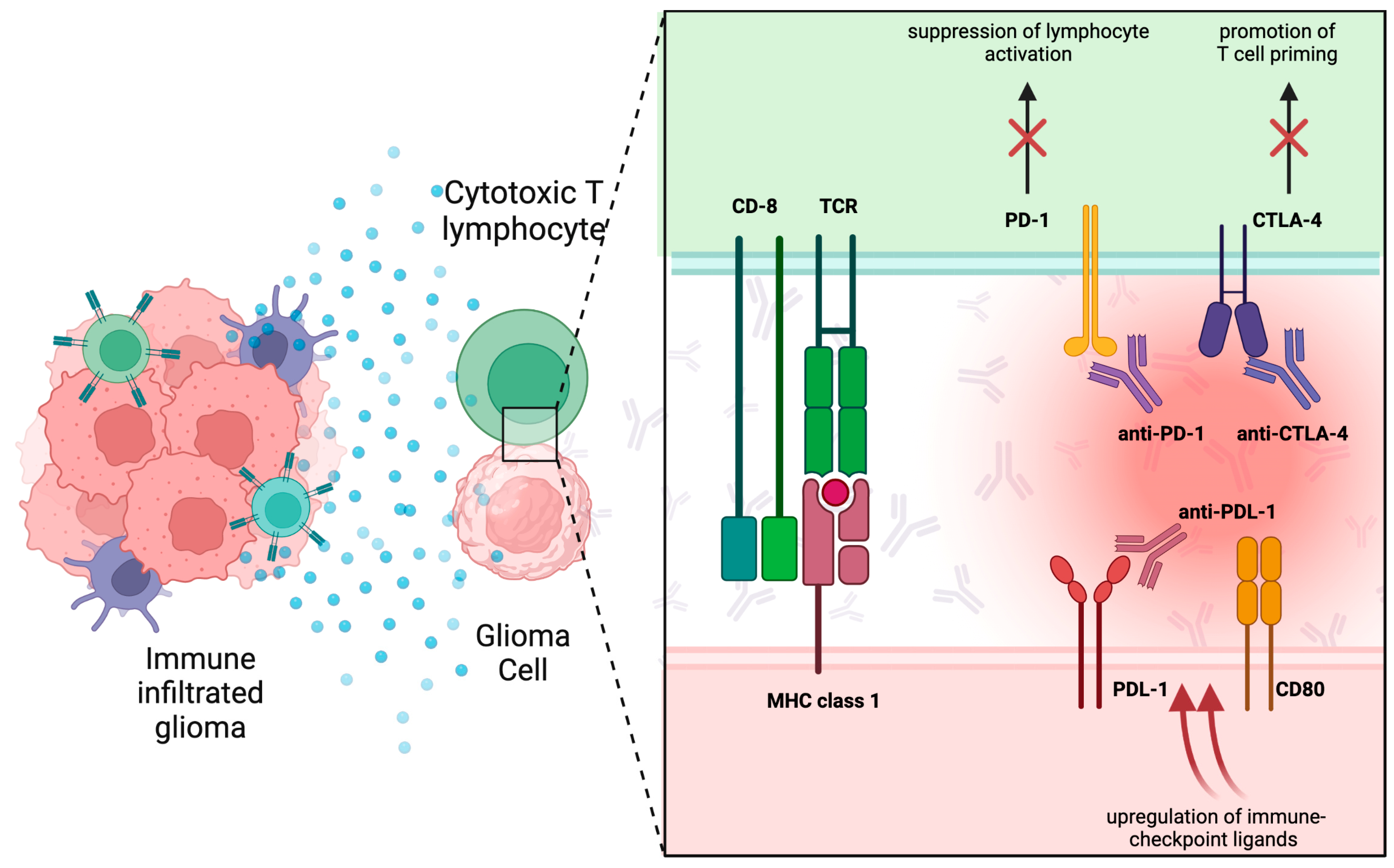 Biomedicines 11 01520 g002 Biomedicines 11 01520 g002