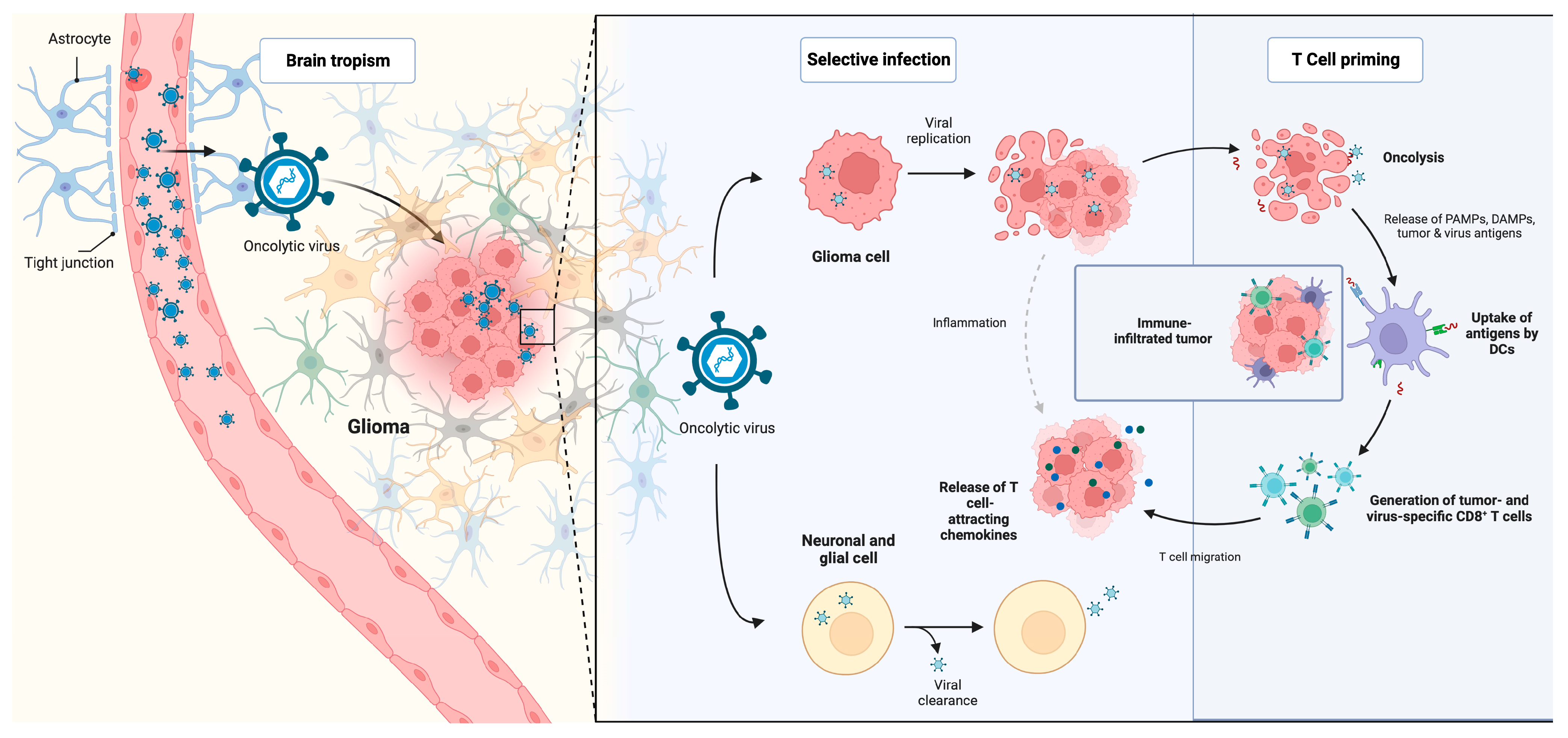 Biomedicines 11 01520 g003 Biomedicines 11 01520 g003