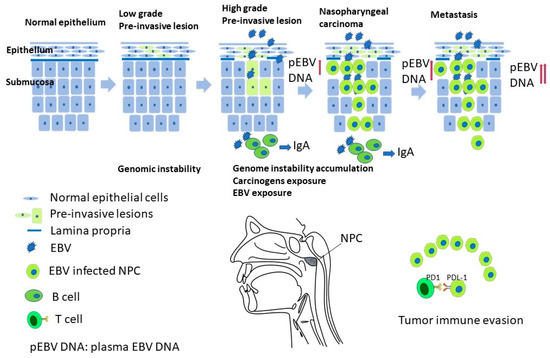 インターネット Ⅲ 42608 デイトナ ハンドルバーエンドプラグ KIRIKO M17 カワサキ