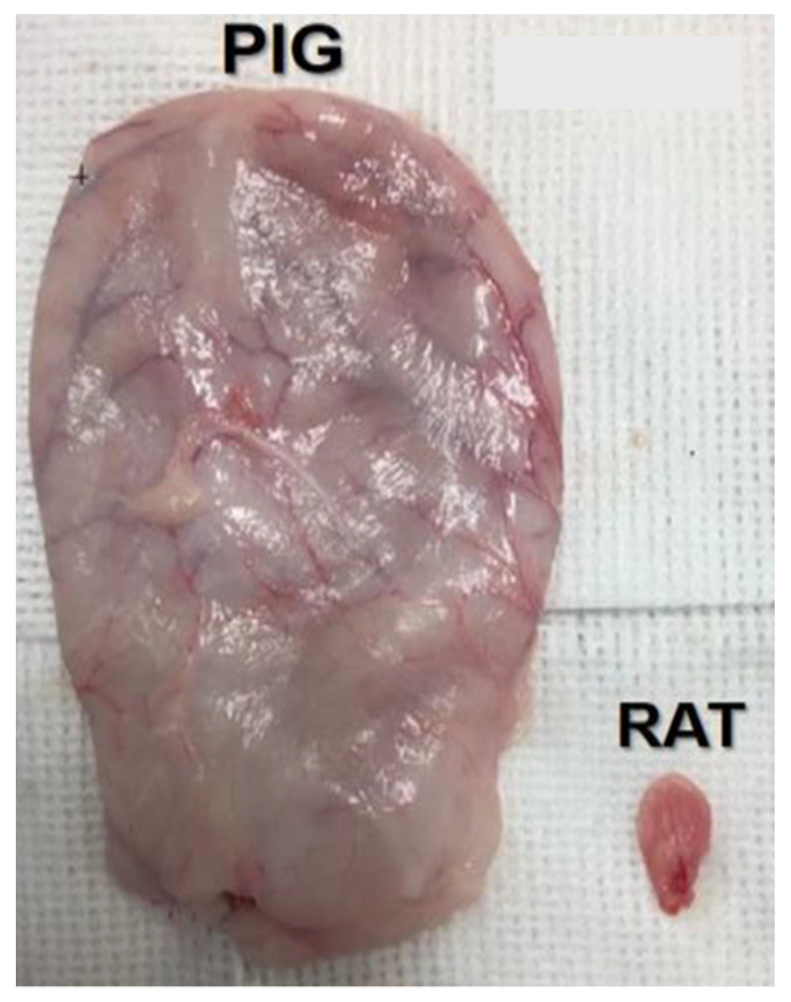 Biomedicines 11 01539 g002 Biomedicines 11 01539 g002