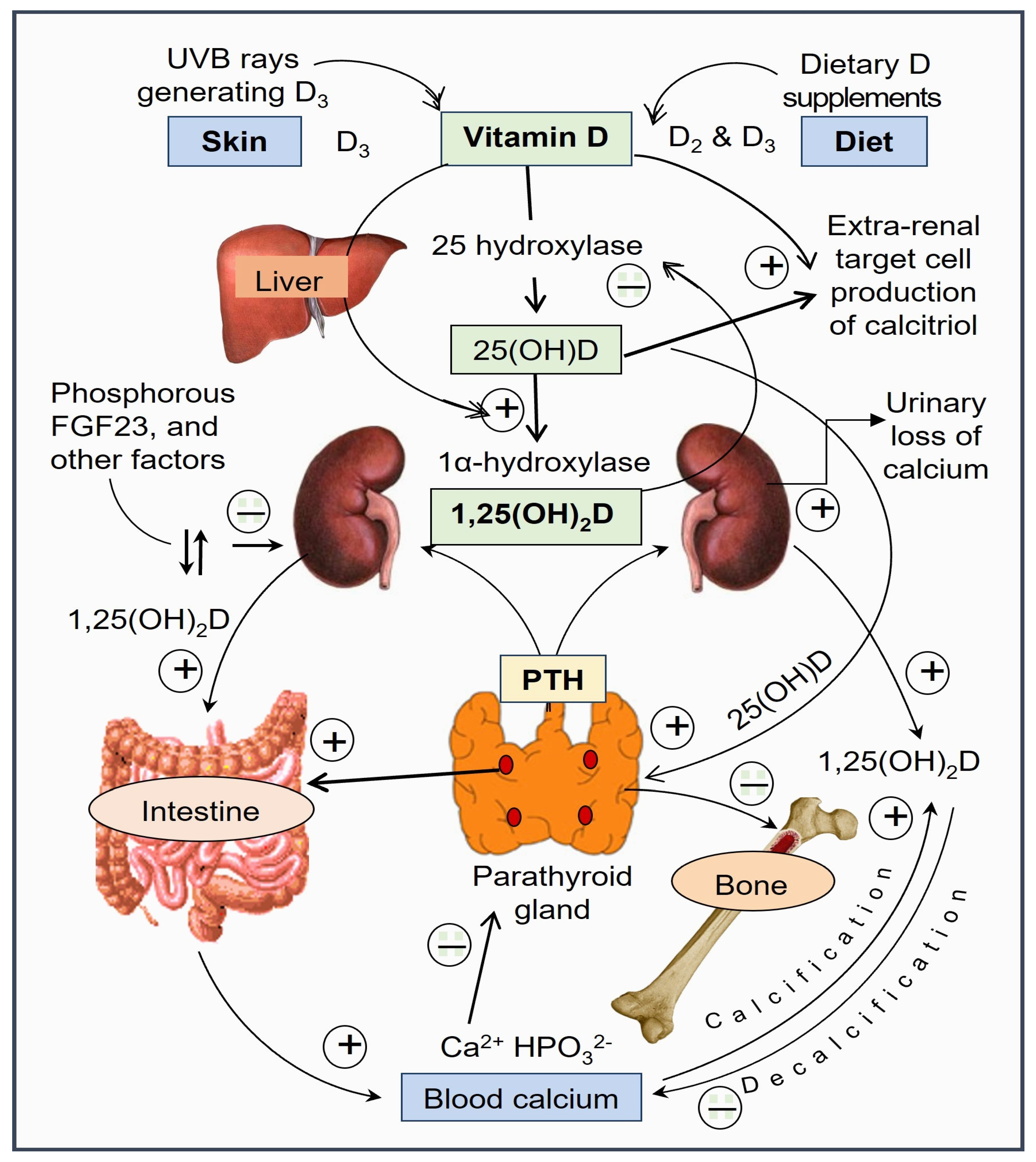 Biomedicines, Free Full-Text