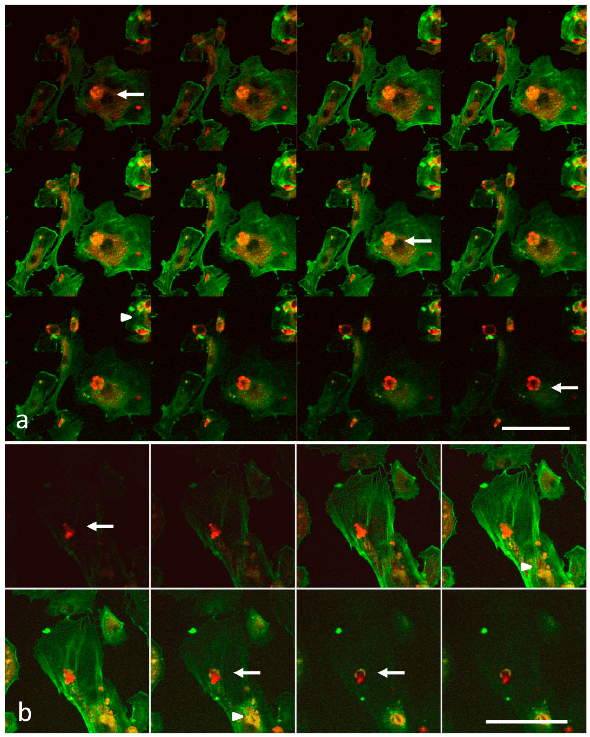 Biomedicines 11 01544 g002