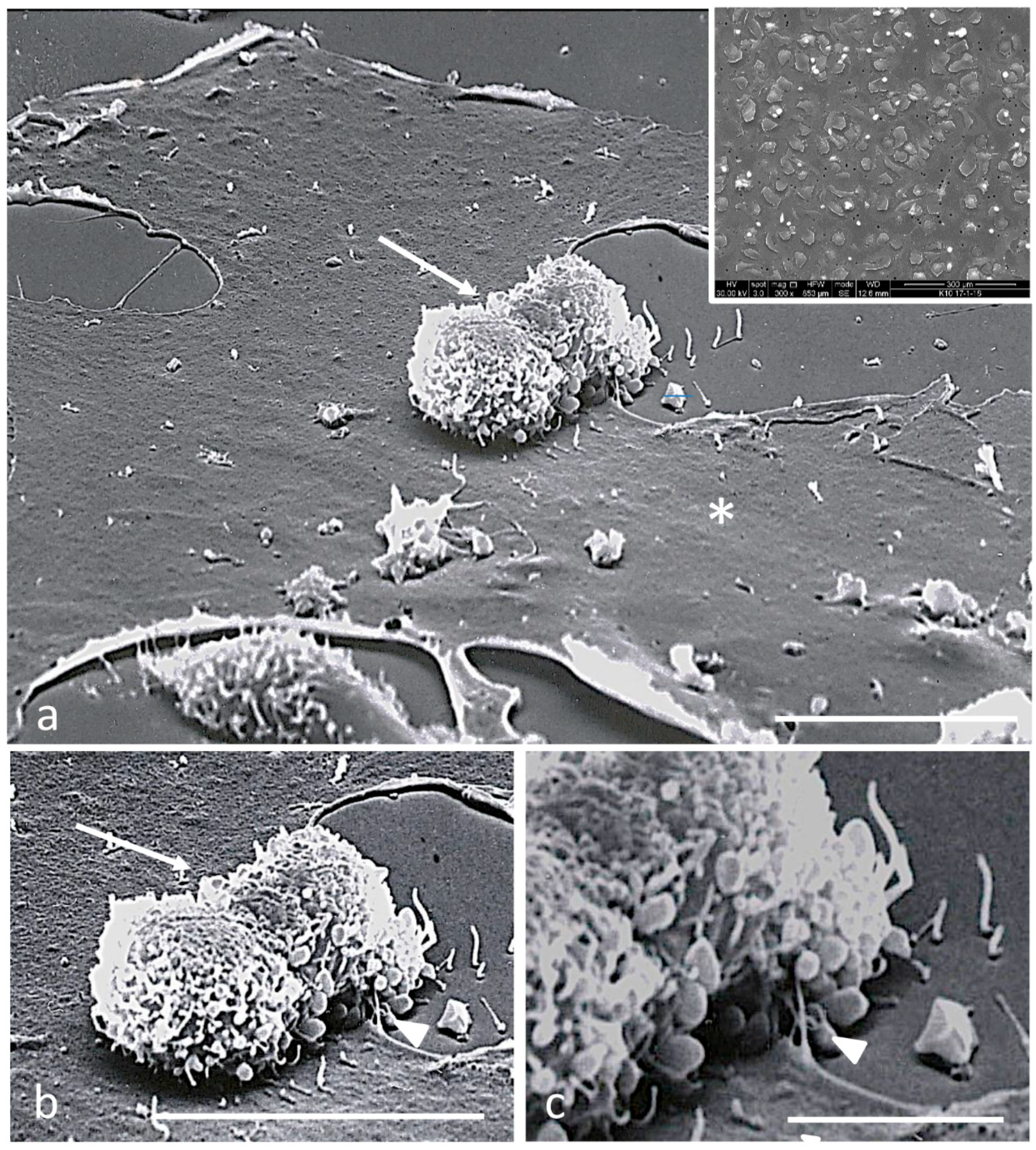 Biomedicines 11 01544 g006